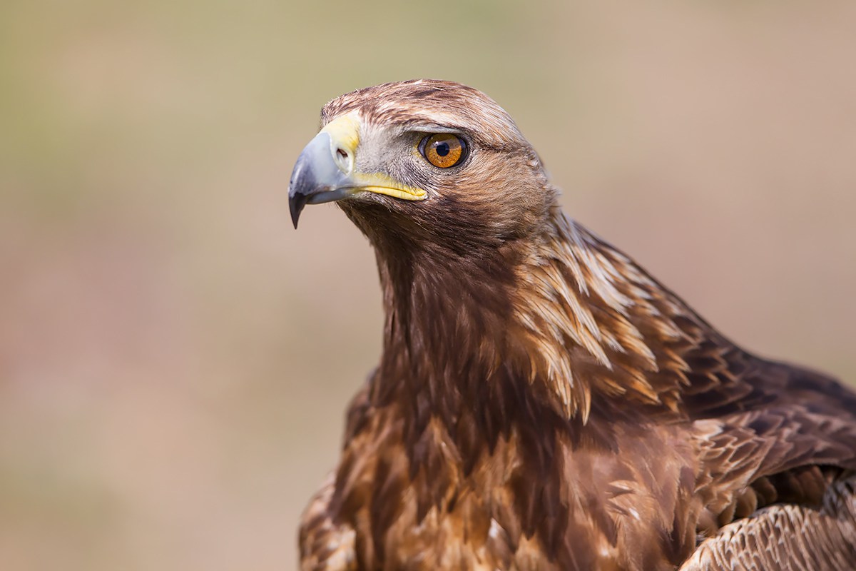 Aquila reale - Primo piano