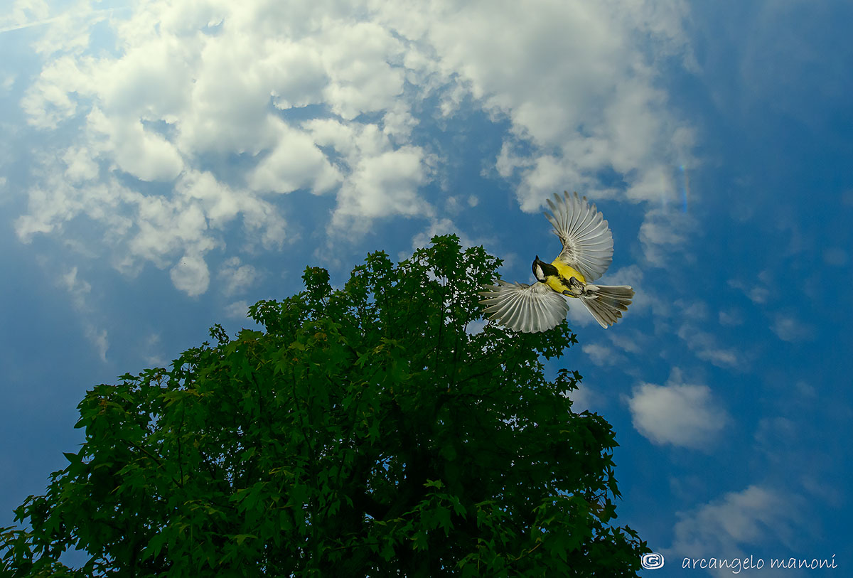 L'albero, il cielo e la cinciallegra