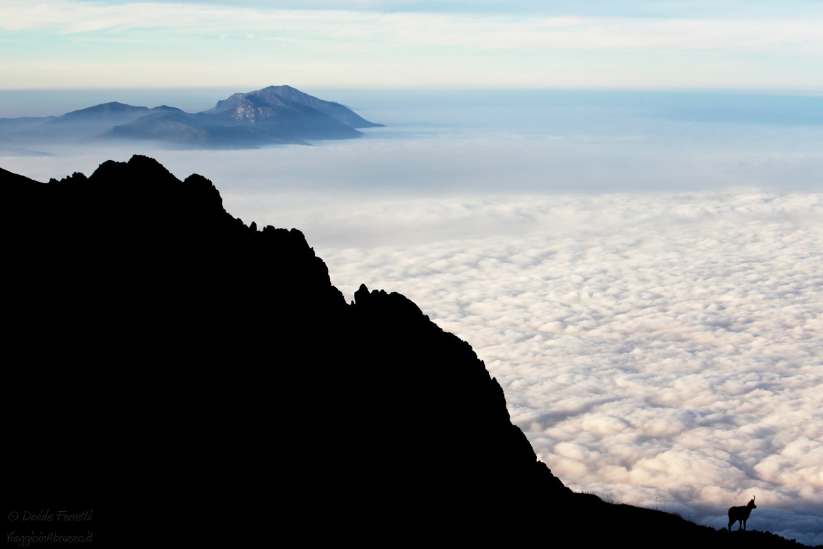 There, where they dare chamois