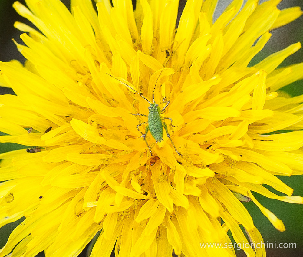 larval stage of Orthoptera Tettigonide