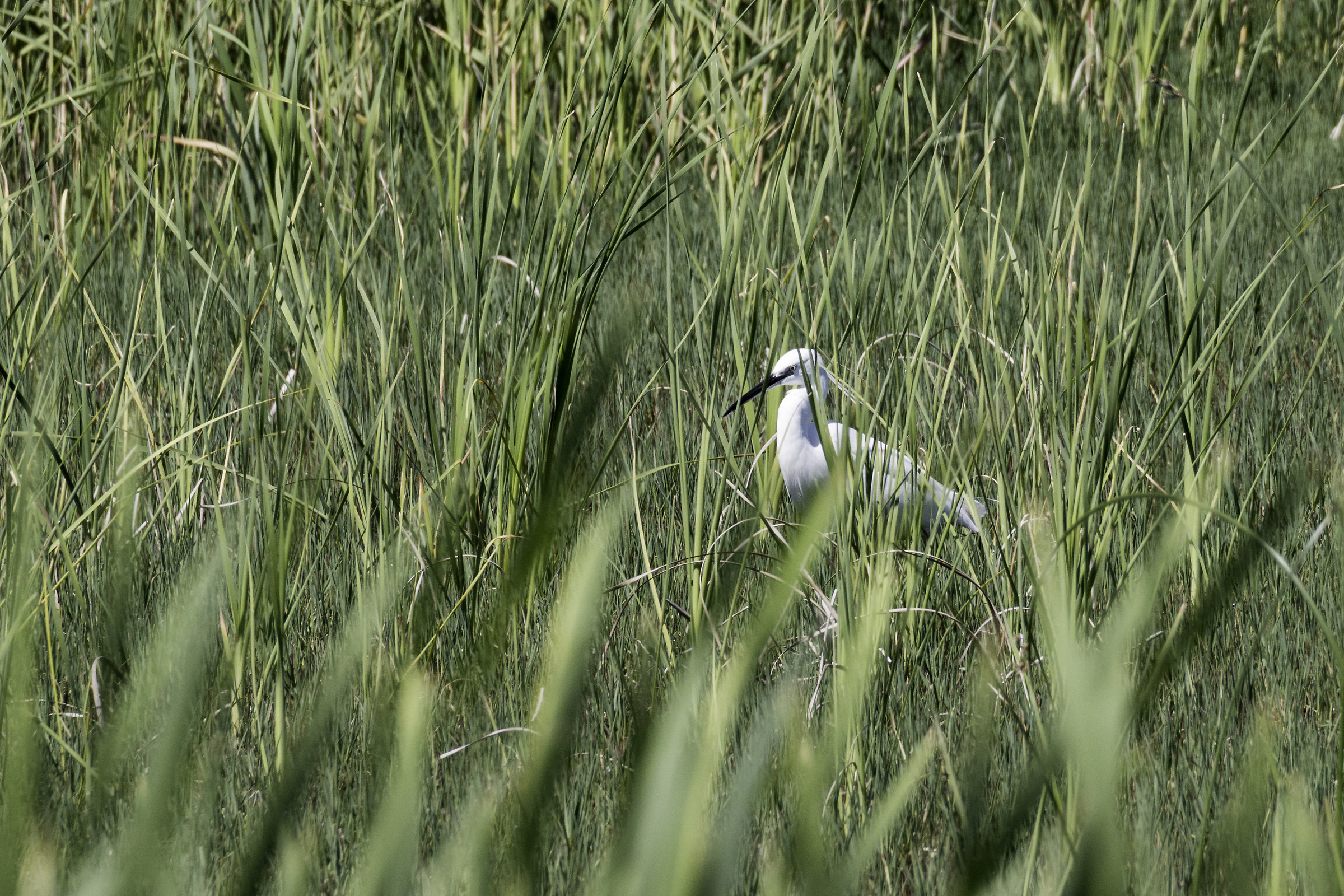 Garzetta in incognito