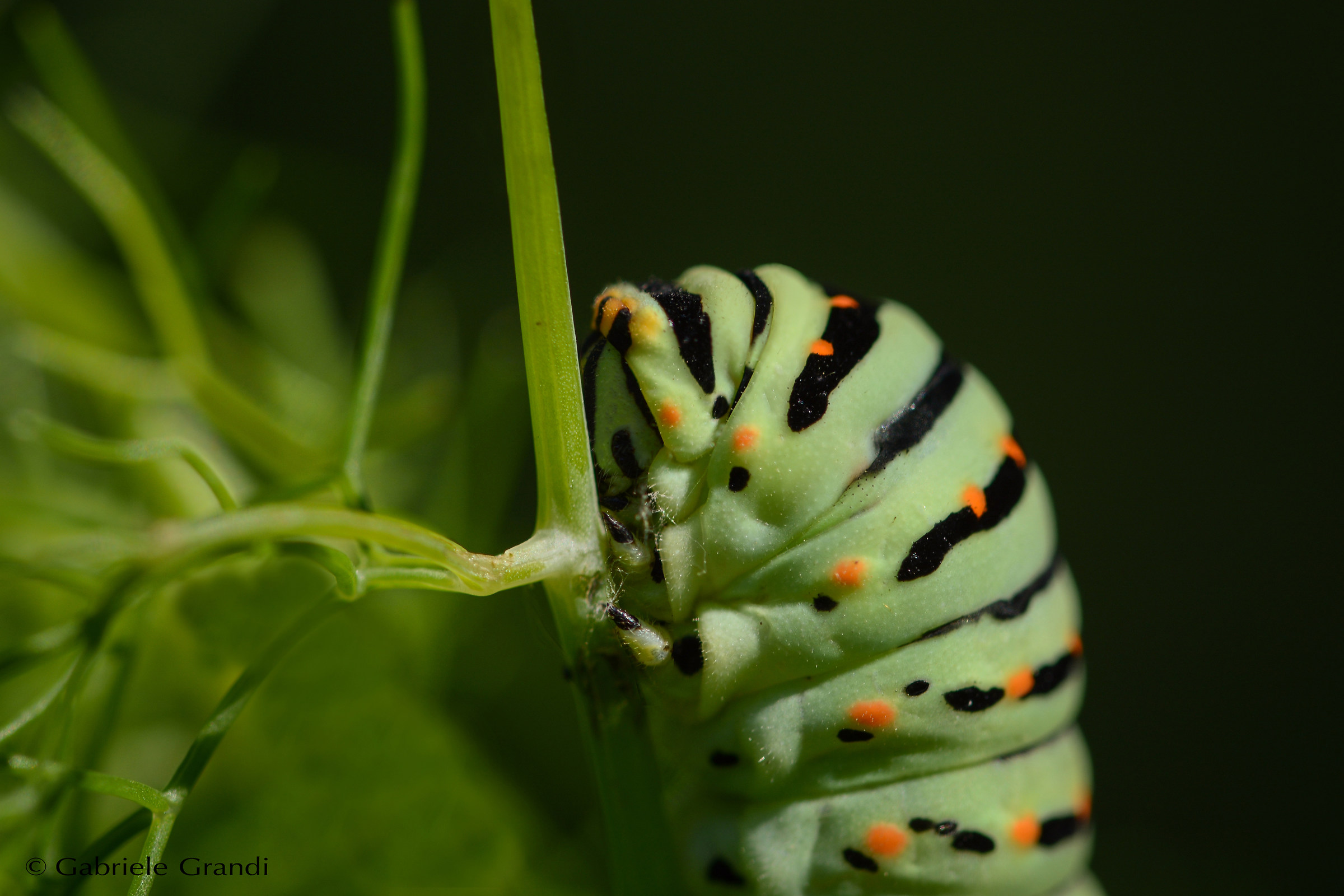 Papilio Machaon