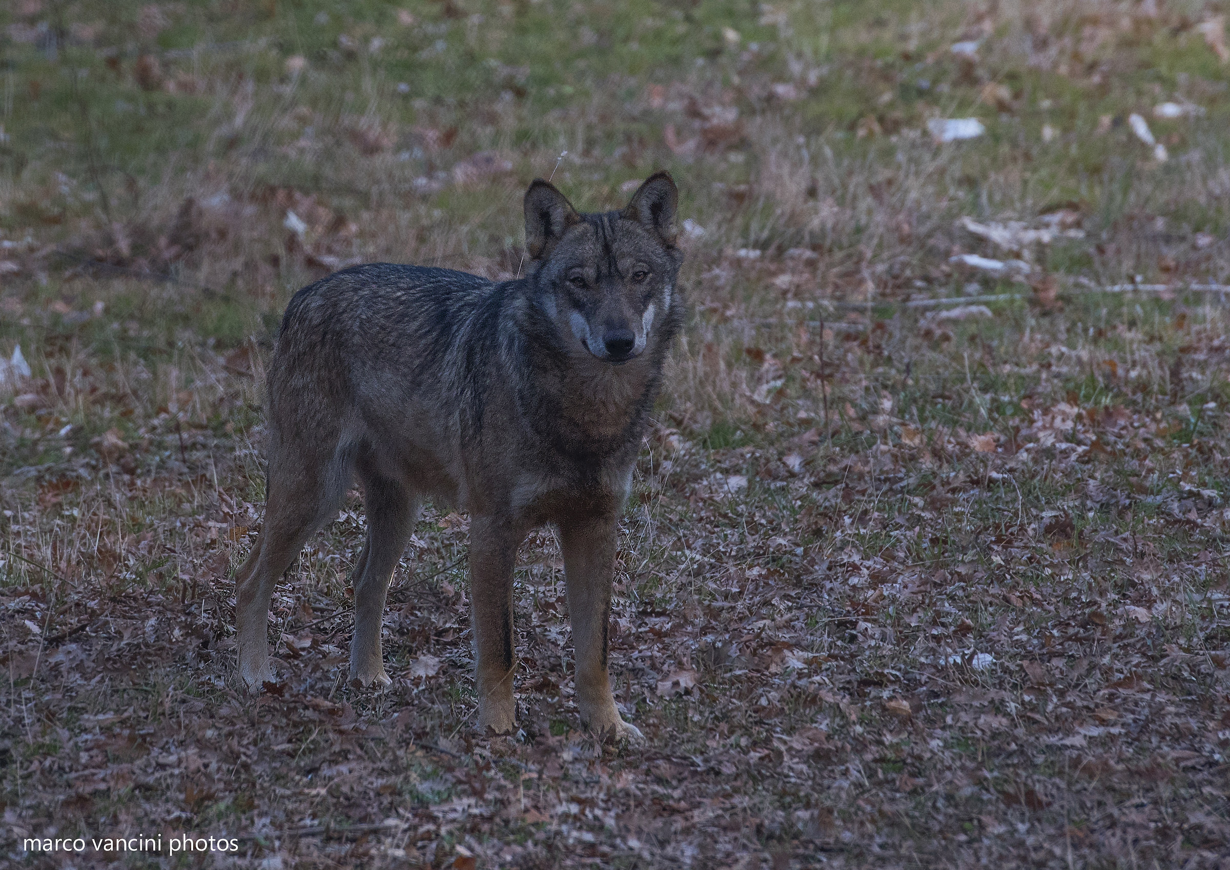 Il lupo dell'appennino