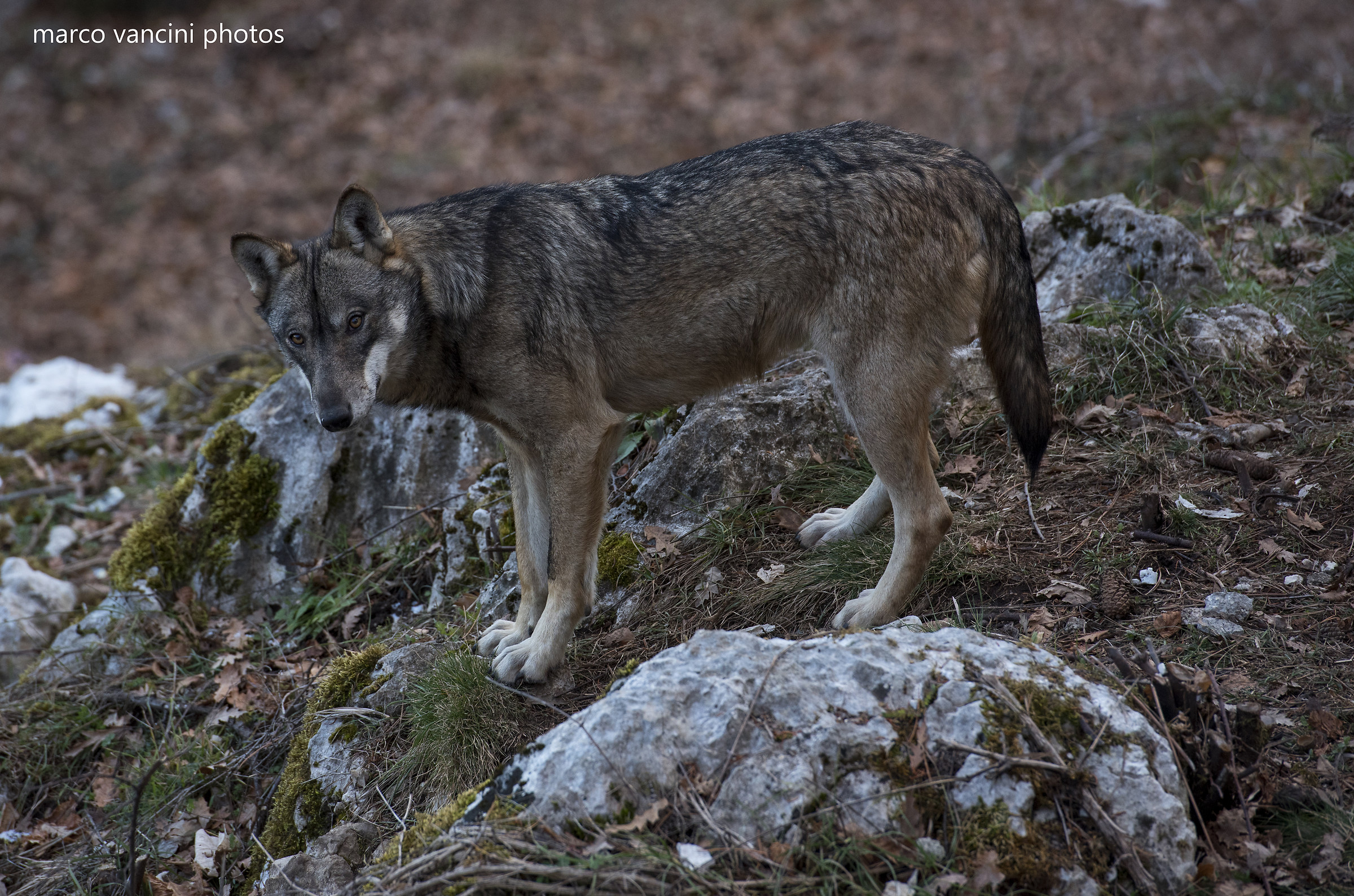 Il lupo dell'appennino