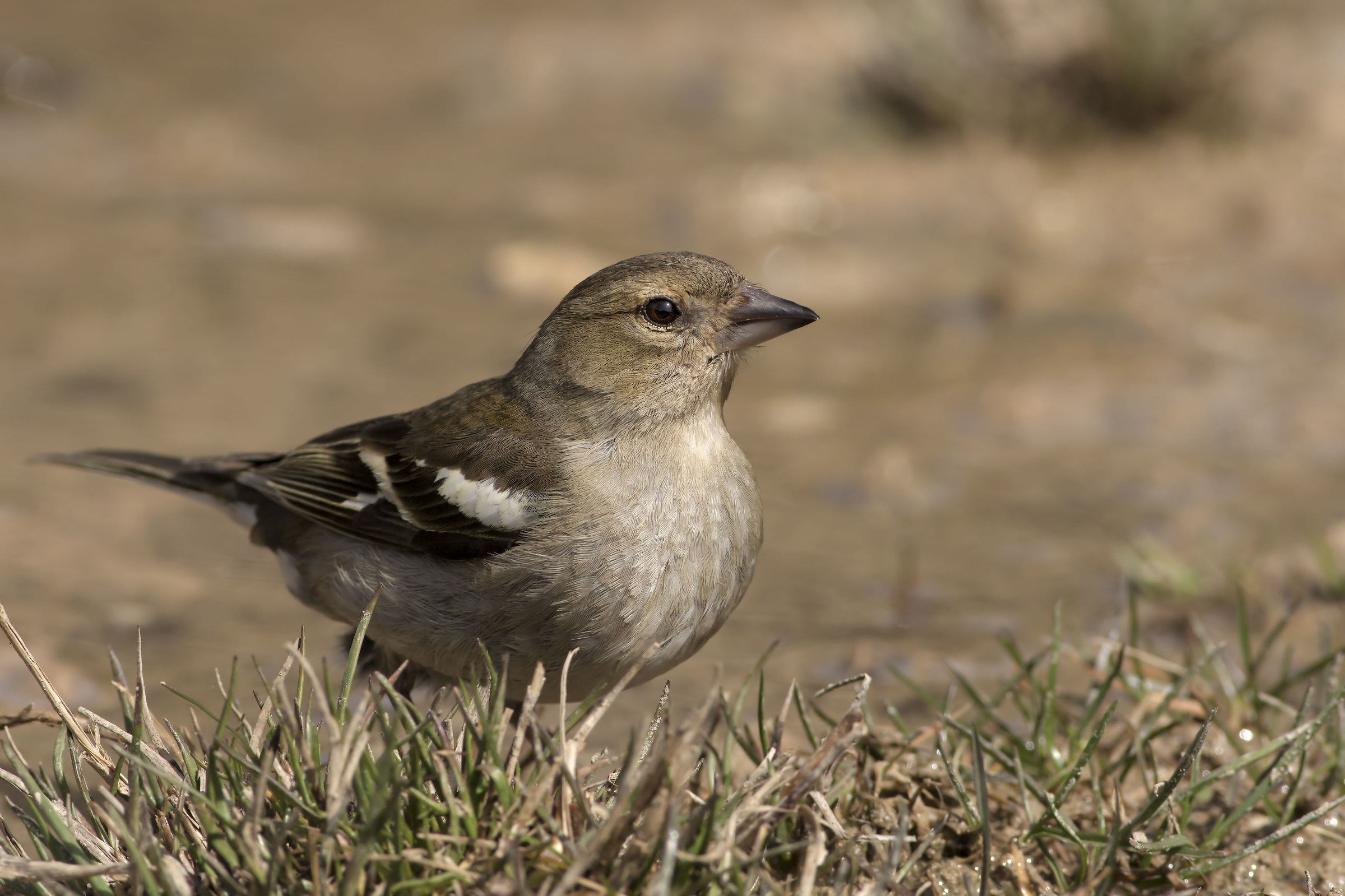 Chaffinch (Female)