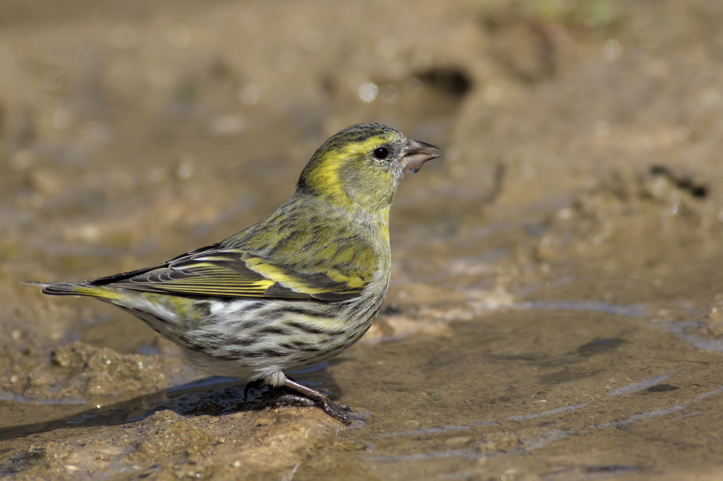 Siskin