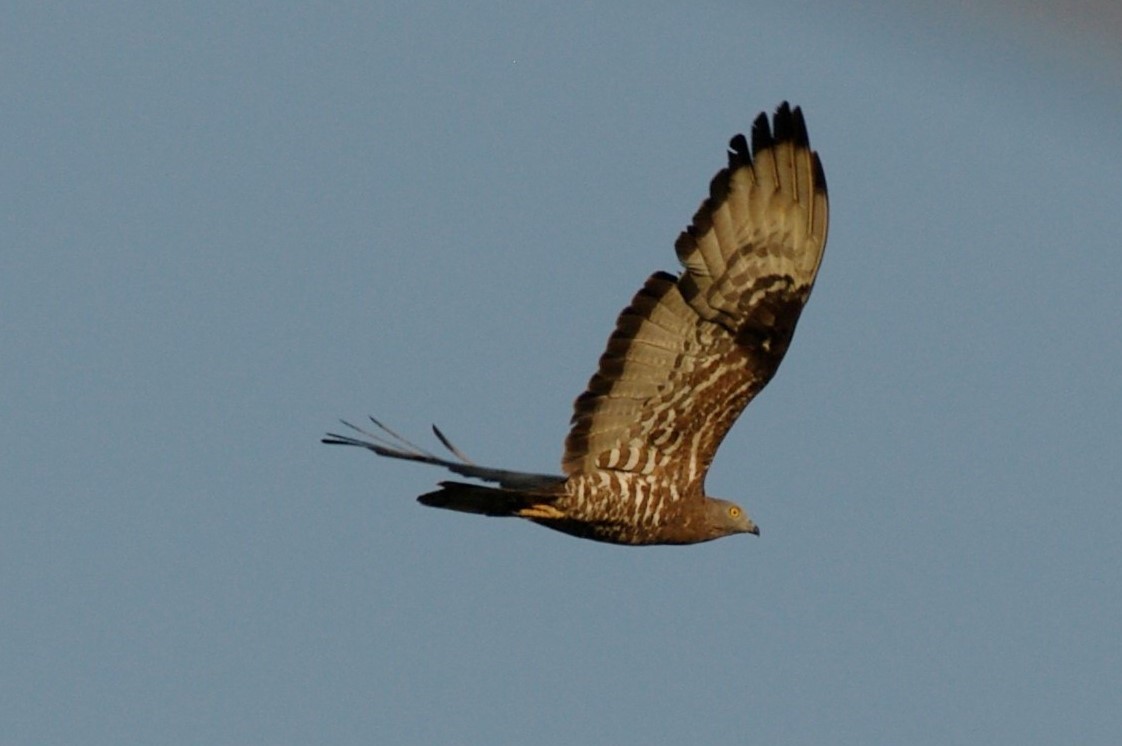 honey buzzard