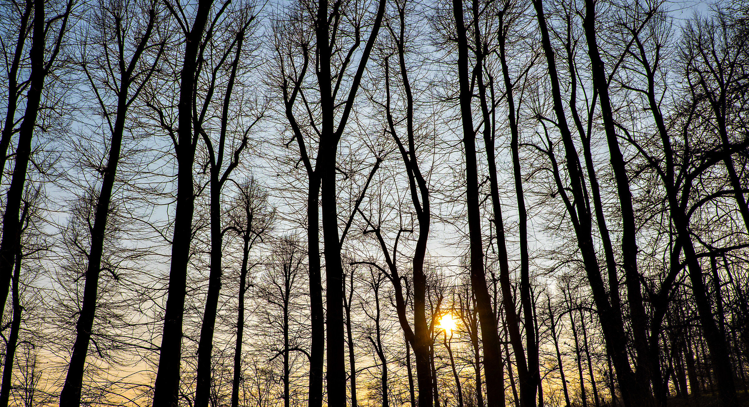 over the bare trees