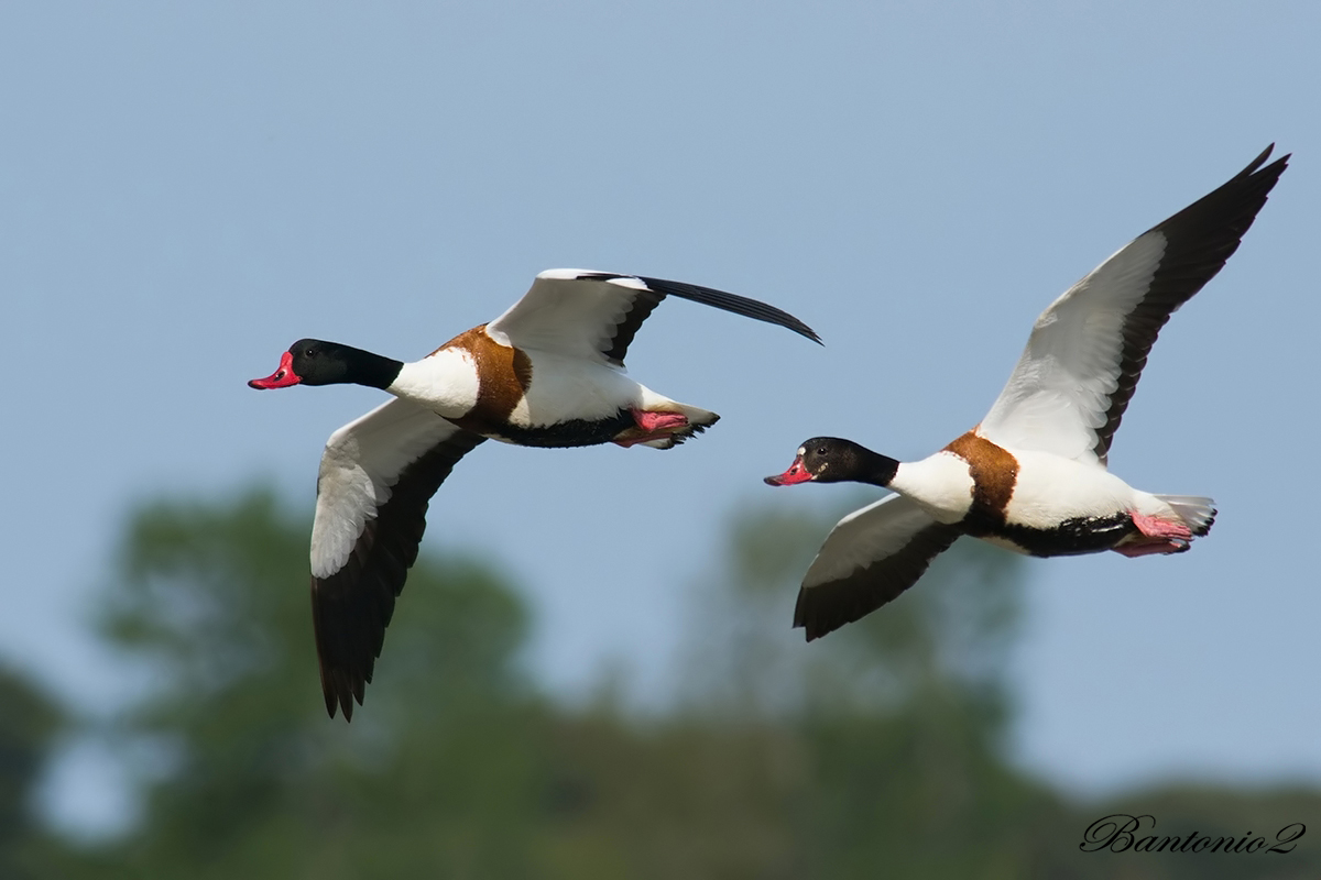 Coppia di volpoche (Tadorna tadorna).