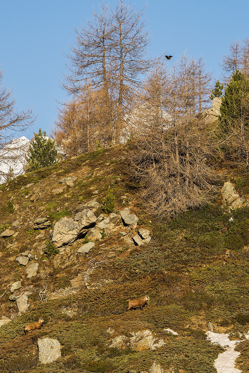 Ed il gallo sta a guardare