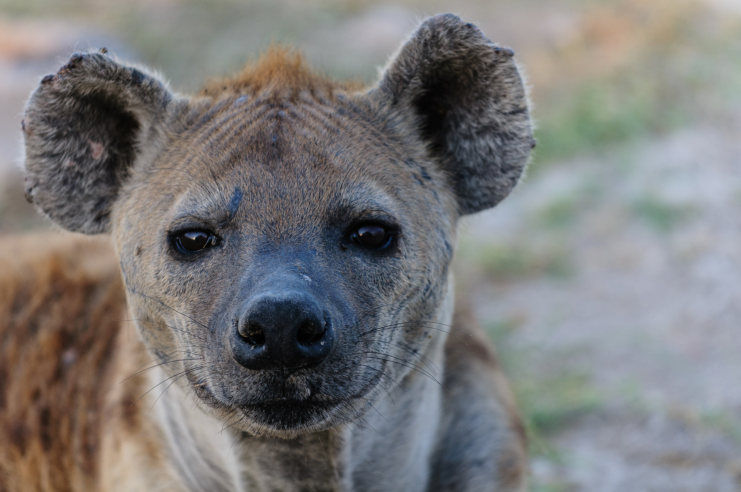 Iena nel parco nazionale di Amboseli (Kenya)