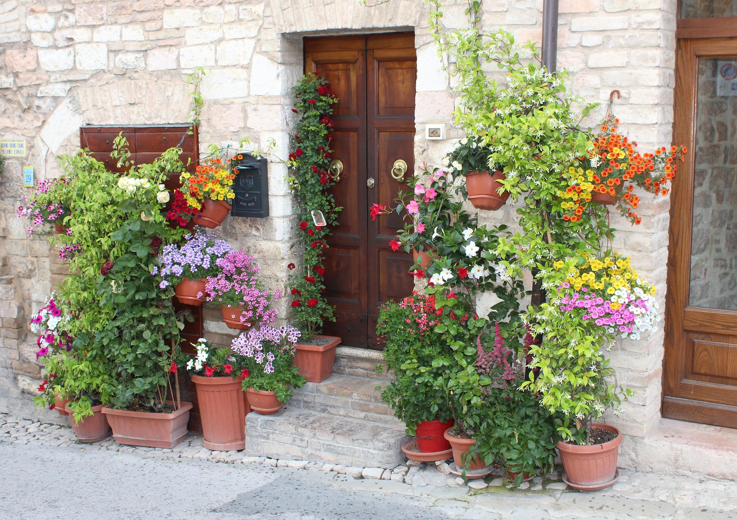 Flowers Spello (pg)