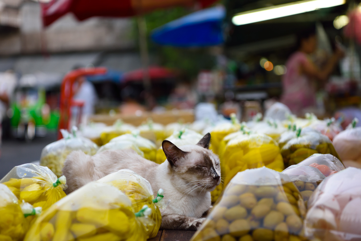 Bangkok cats