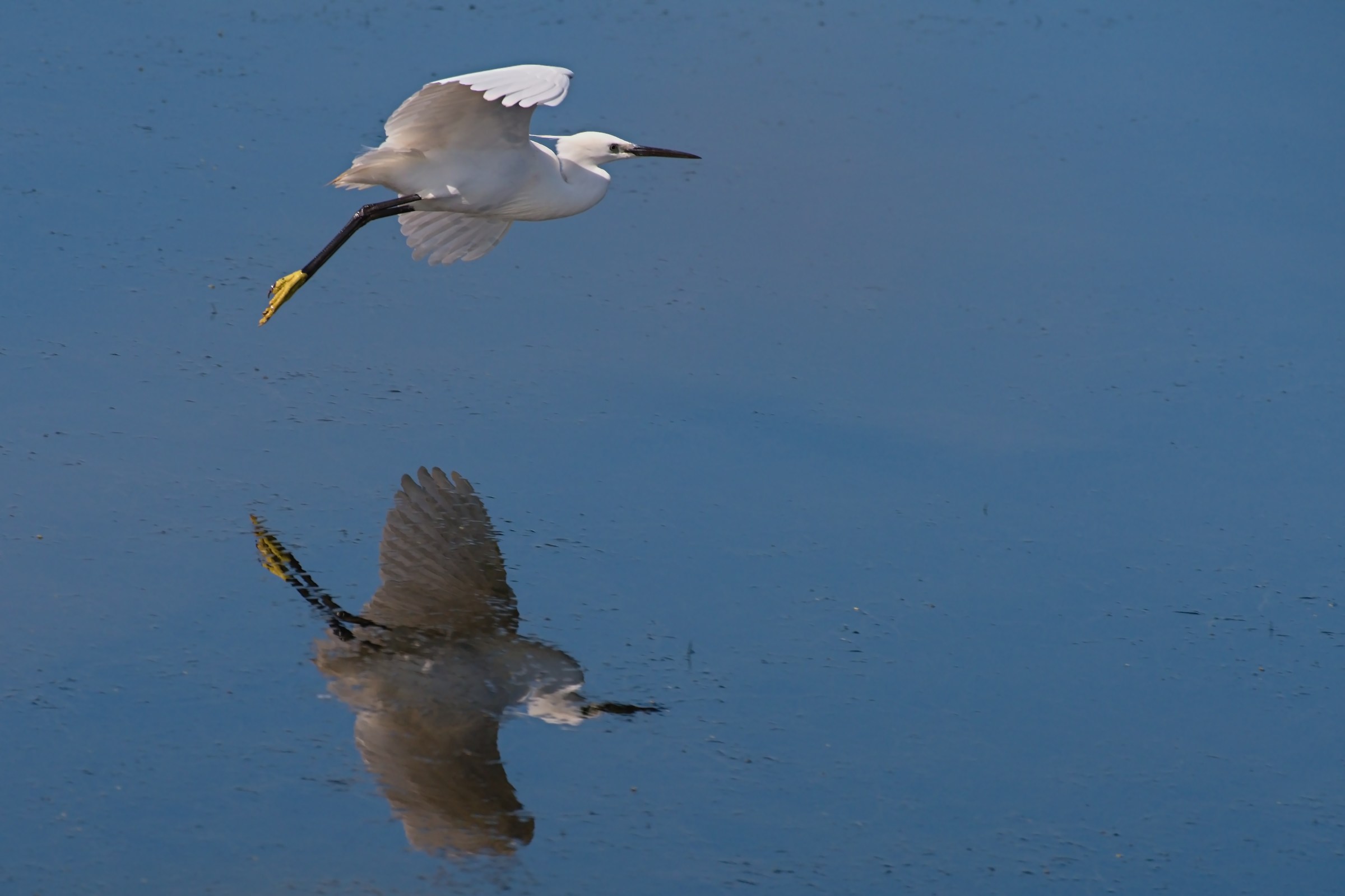 The arrival of Egret