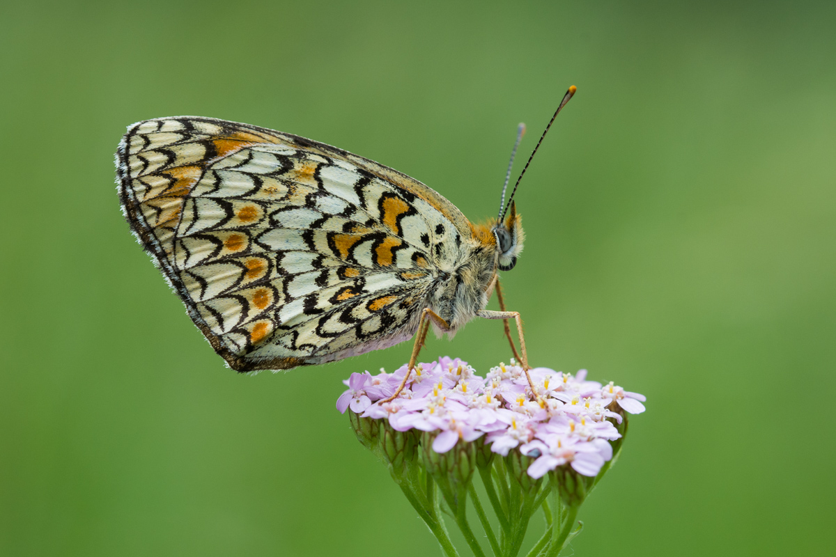 Melitaea trivia