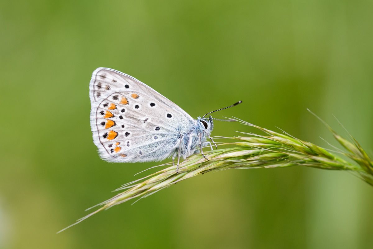 Polyommatus bellargus
