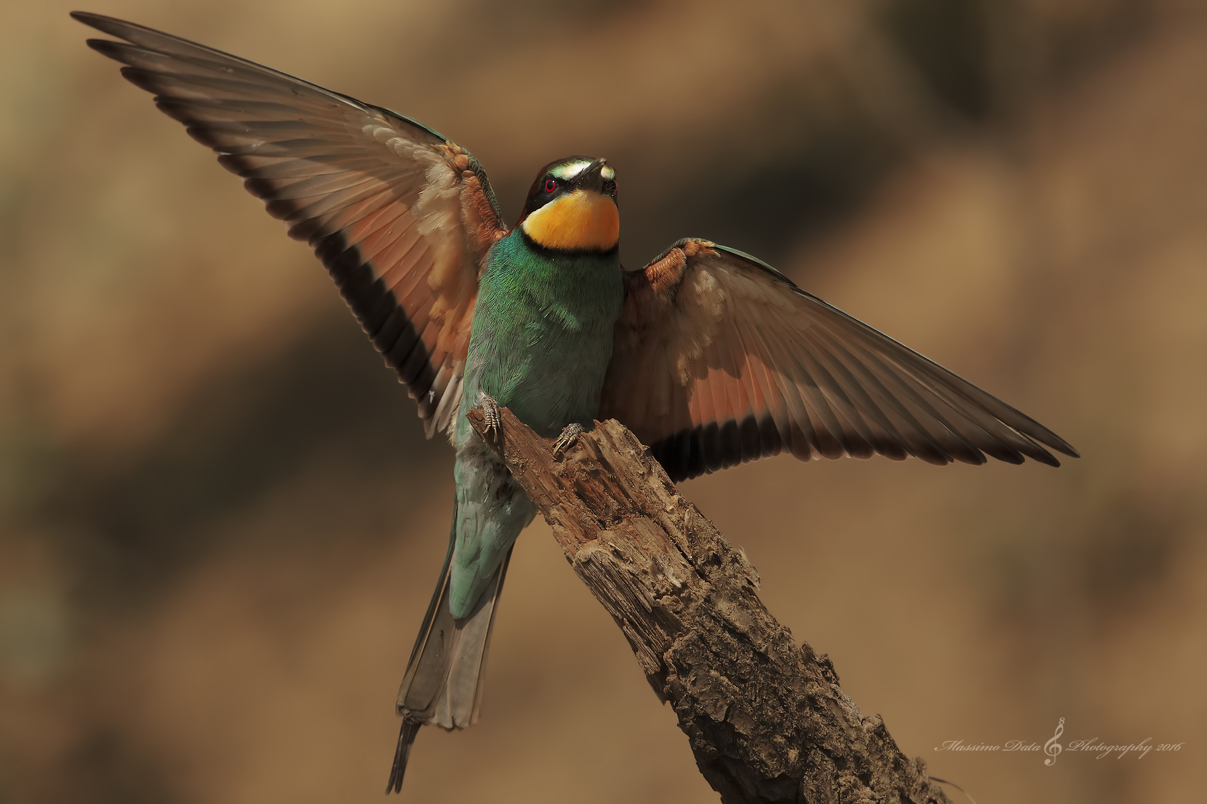 The Star of the moment (Bee)