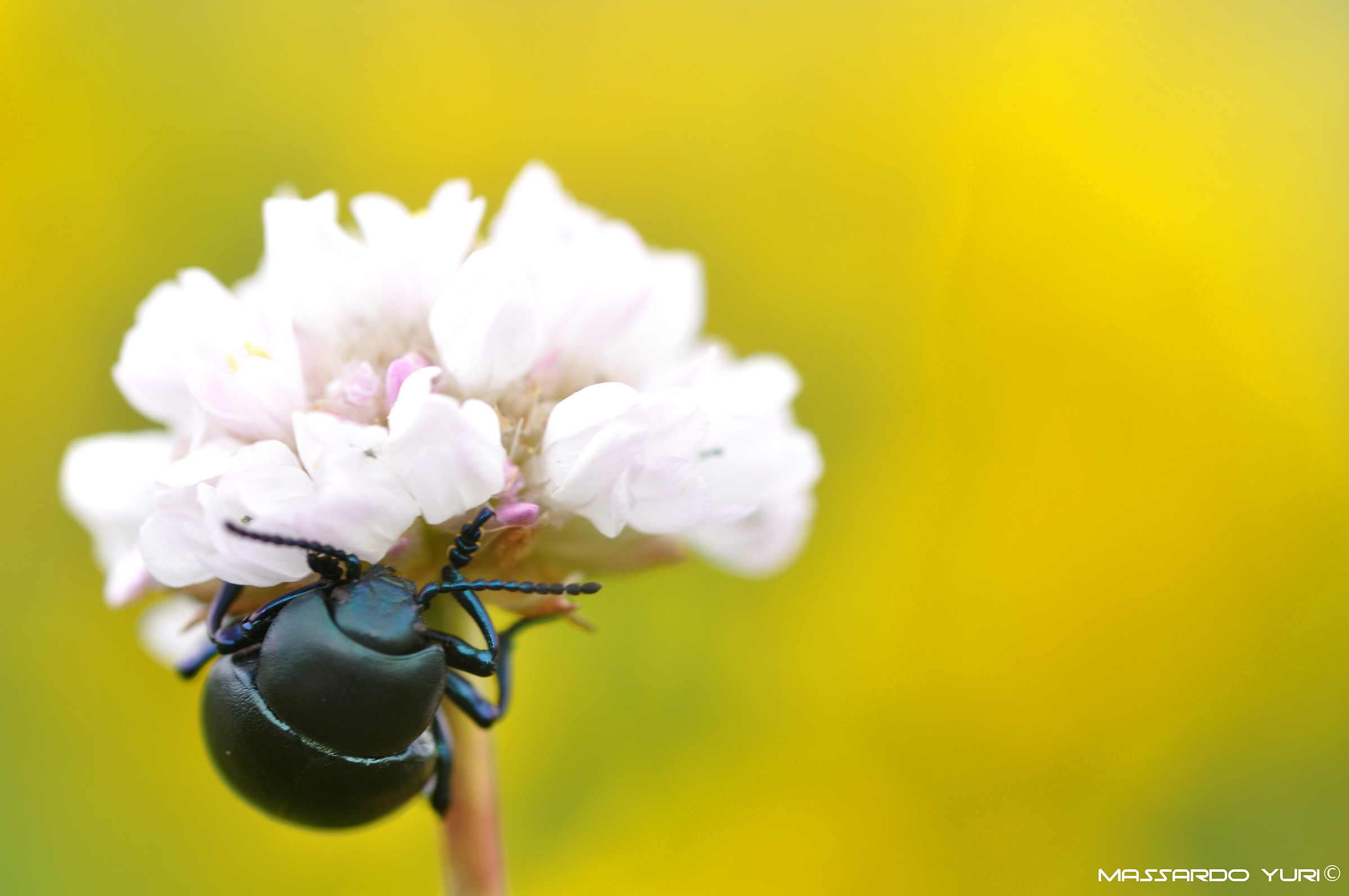 Timarcha tenebricosa