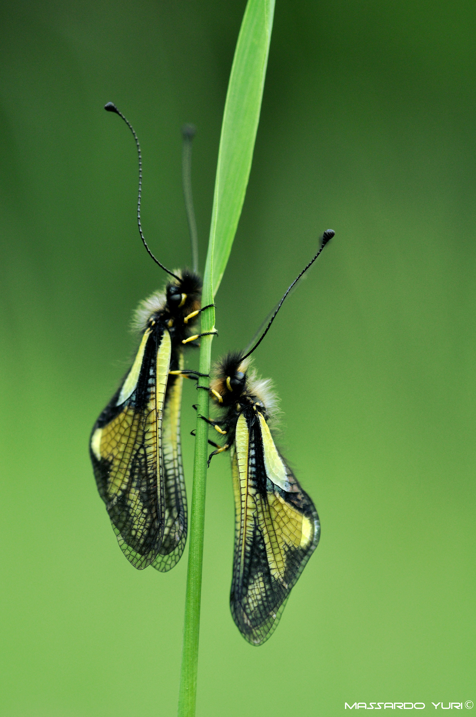 Libelloides coccajus