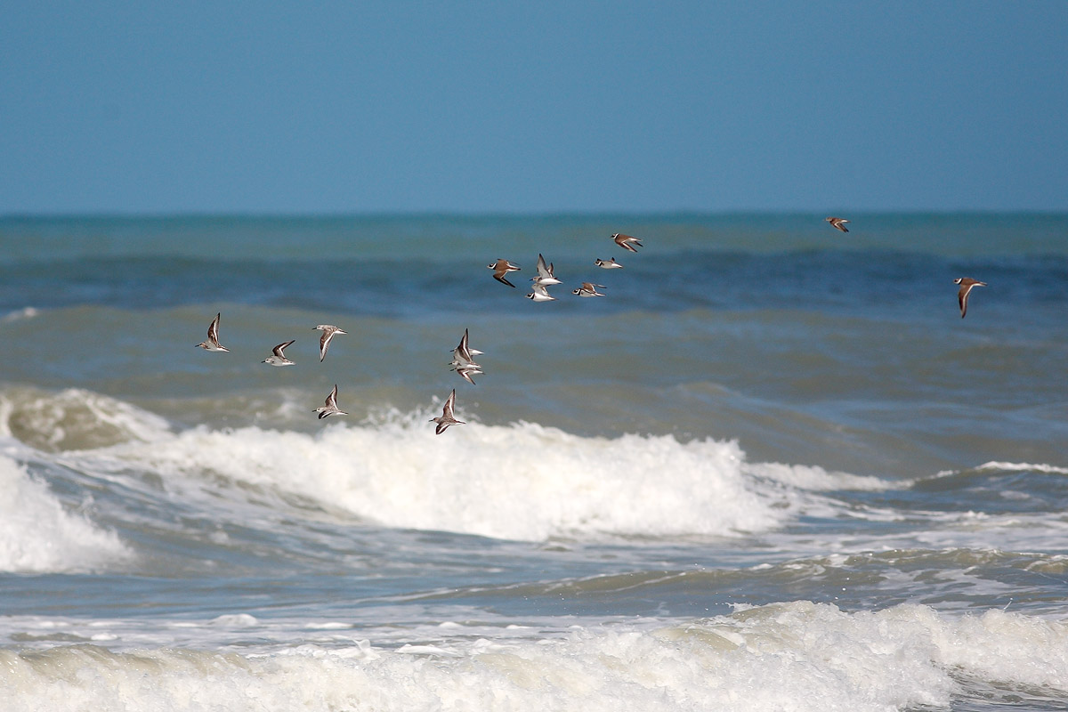large couriers and Sandpipers toed