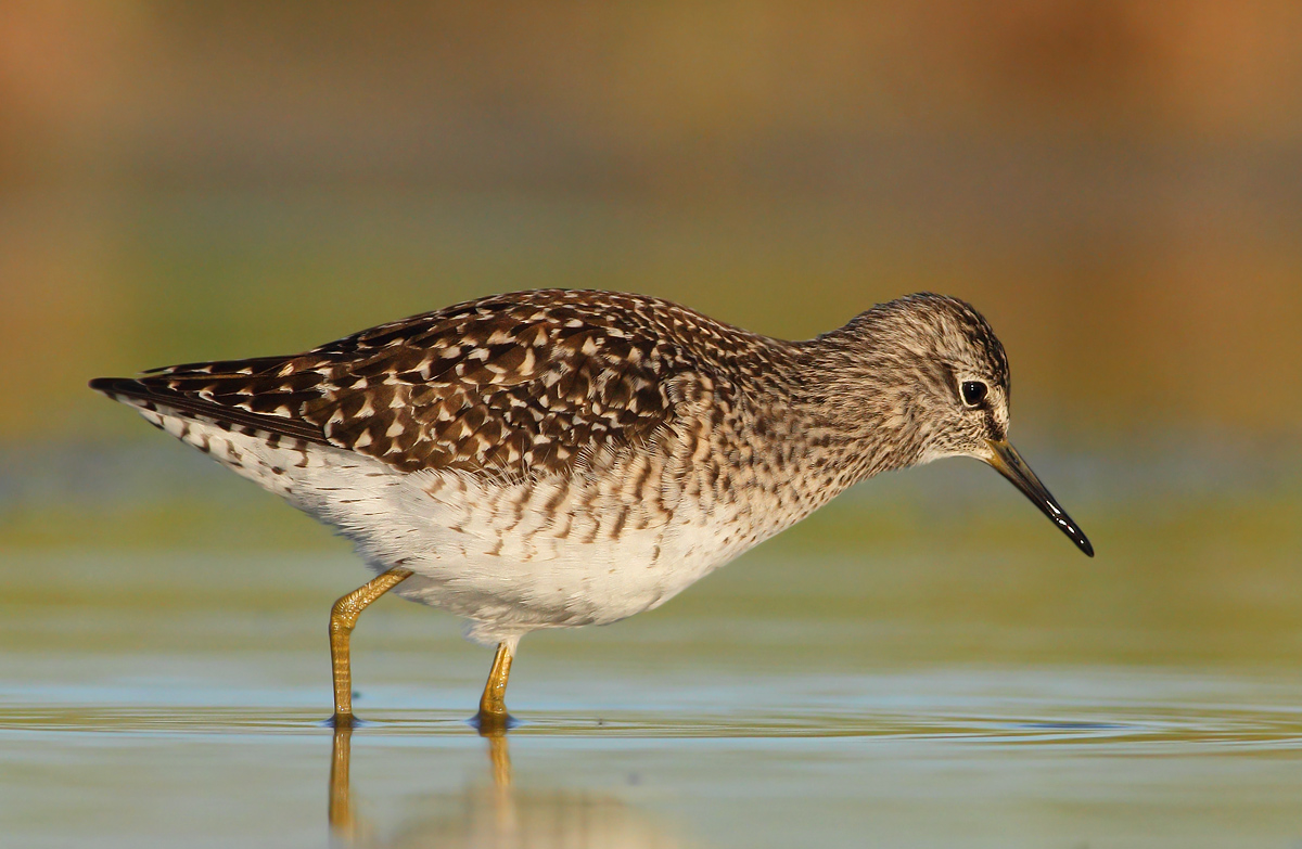 Wood Sandpiper