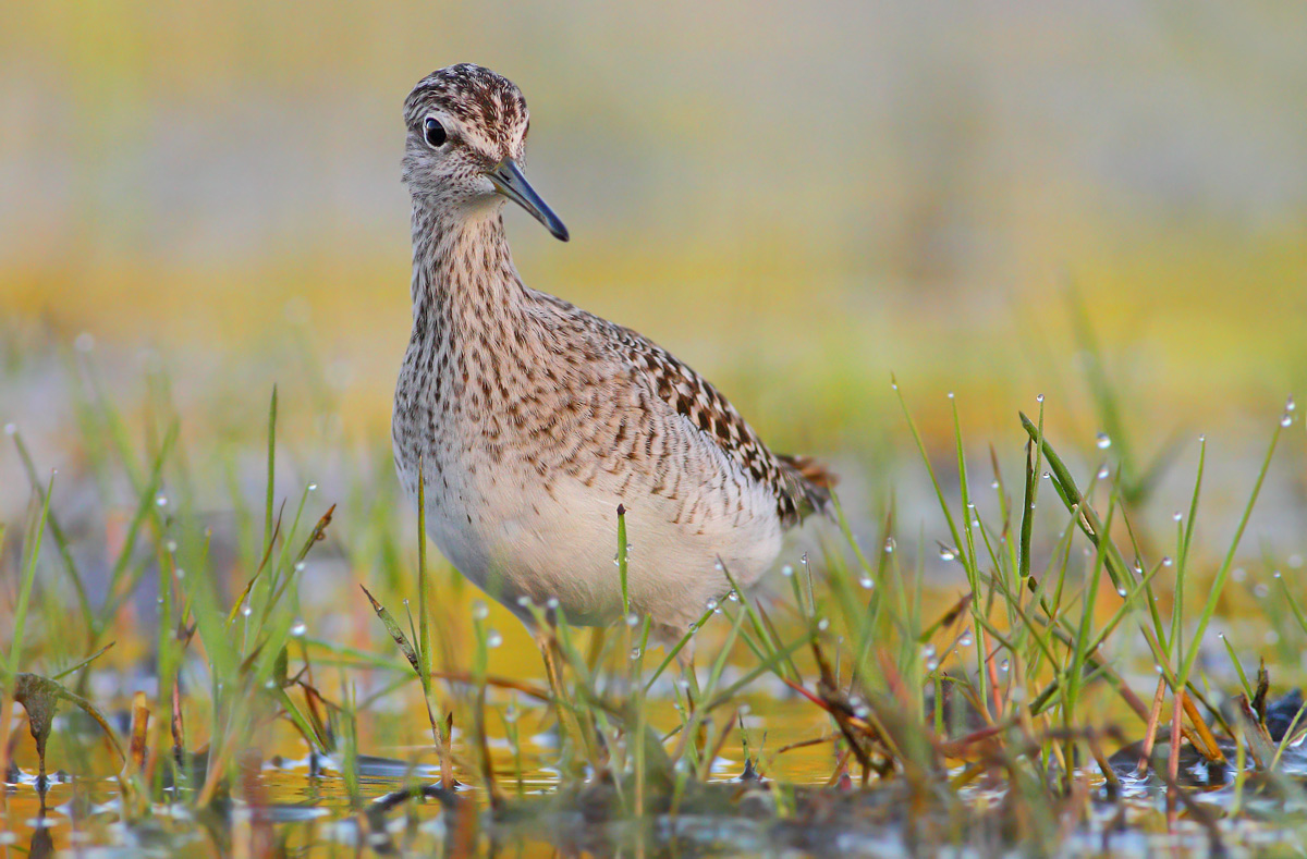Wood Sandpiper