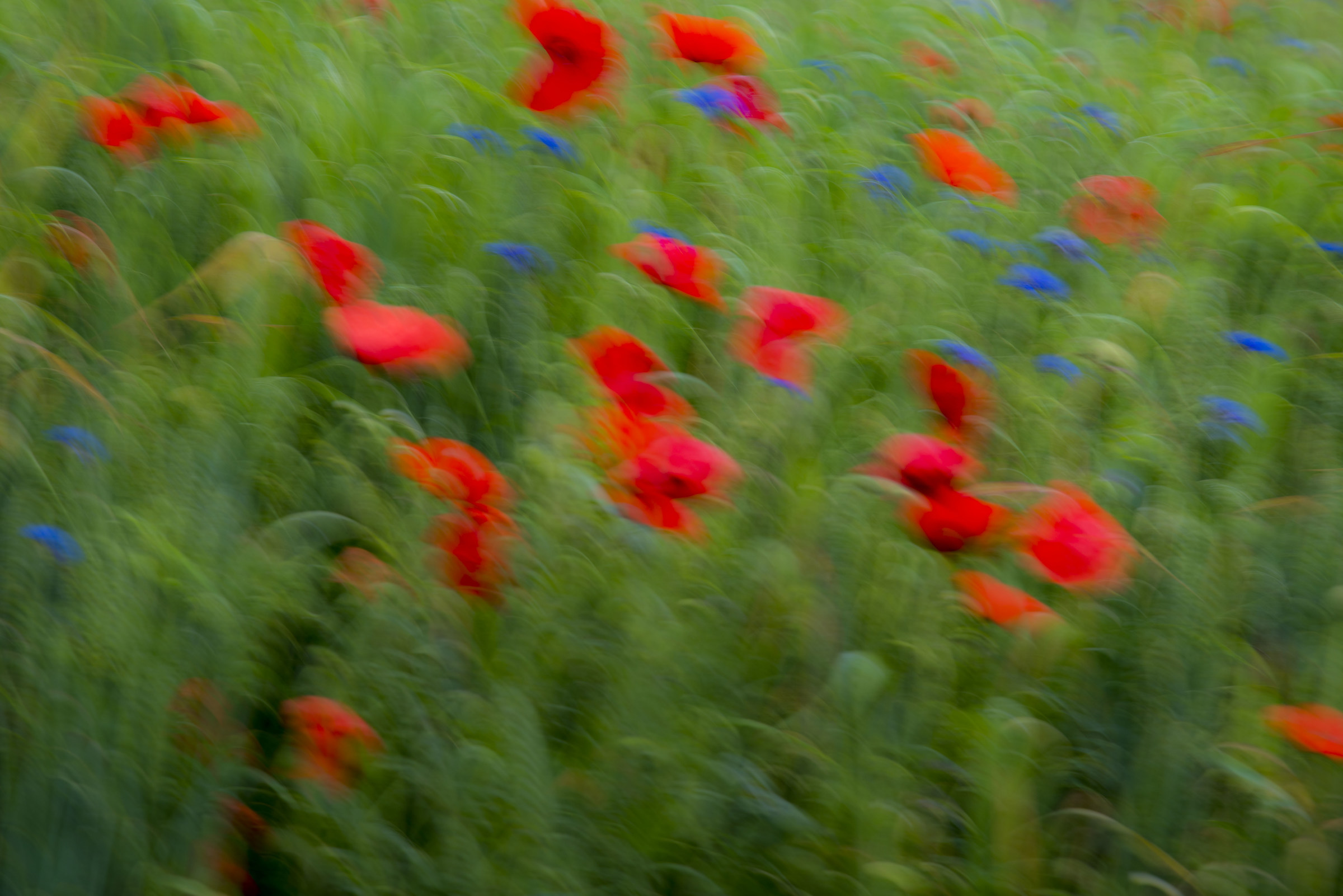 La danza dei fiori di campo!