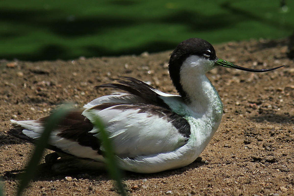 Avocetta