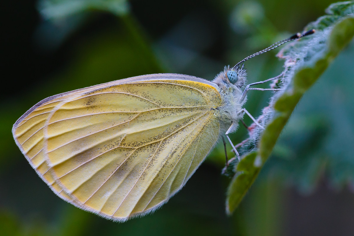 Pieris rapae