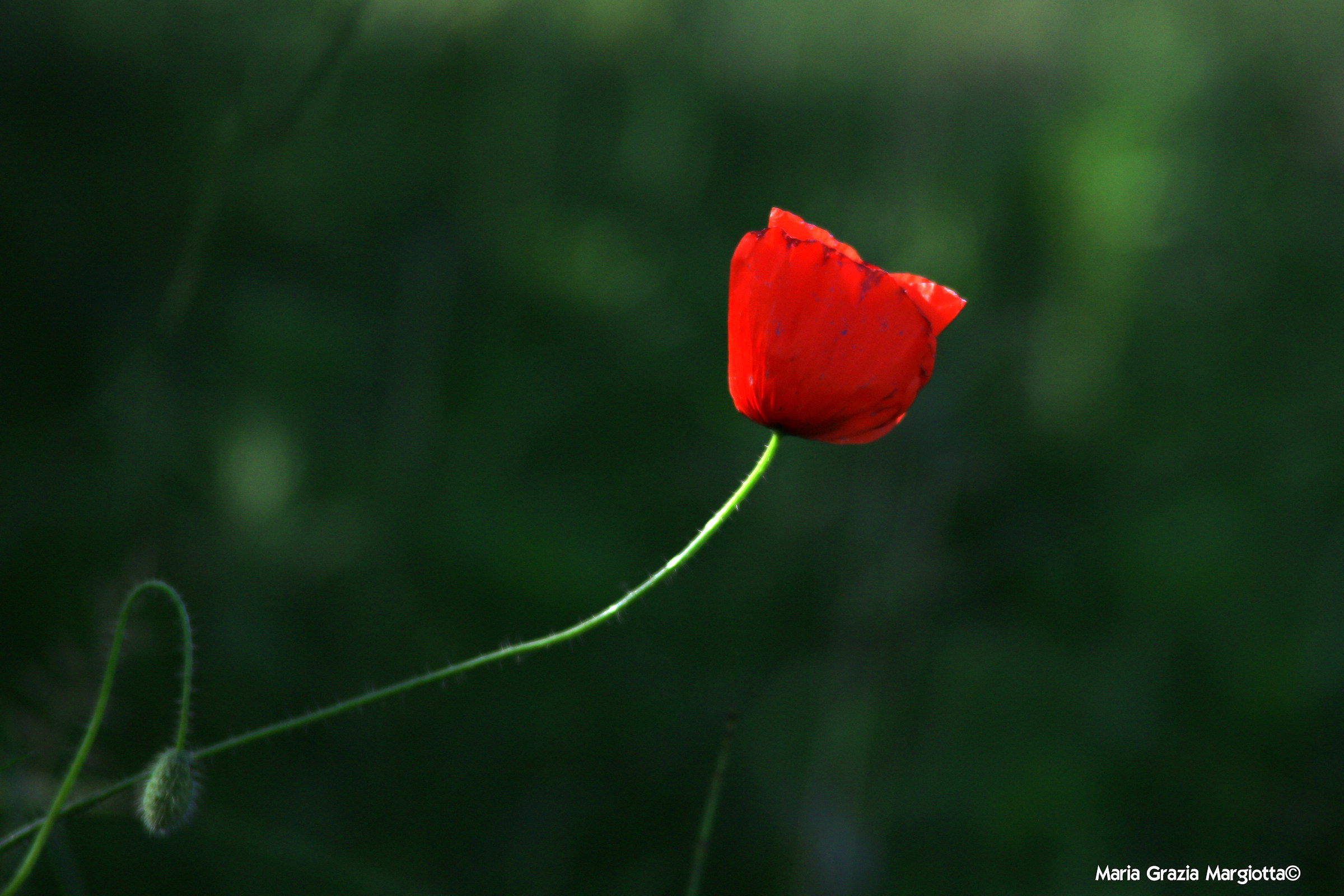 Summers mood papaverili