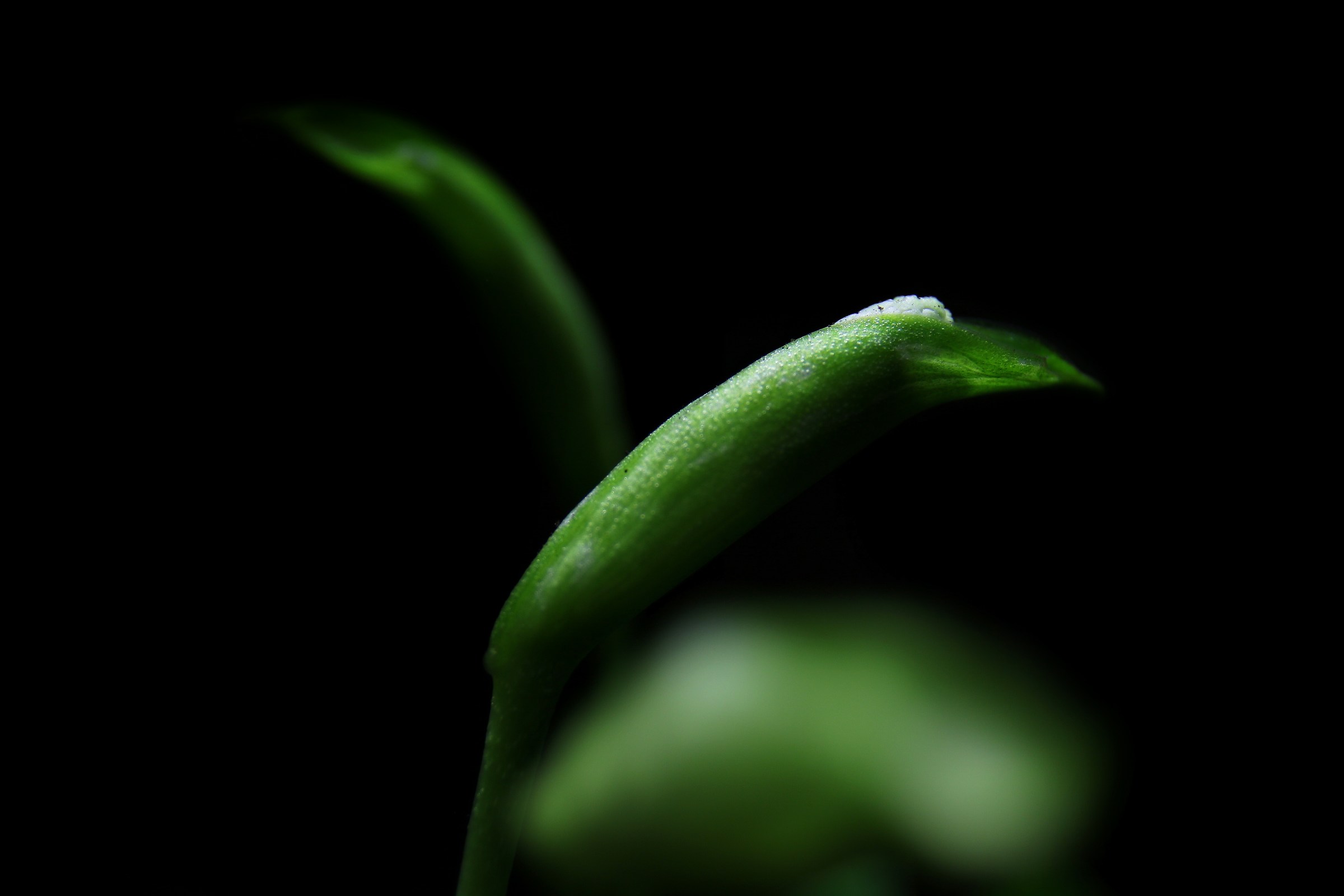 the growth of a flower ...