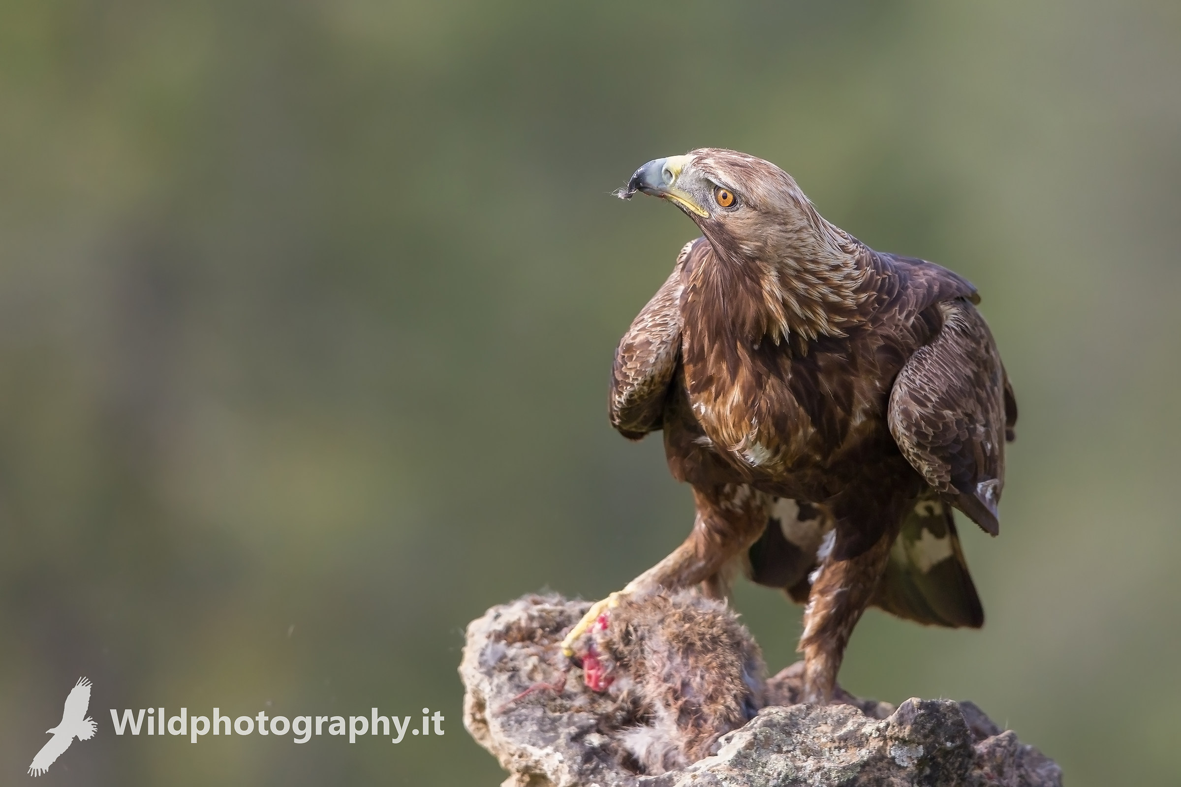 Aquila reale