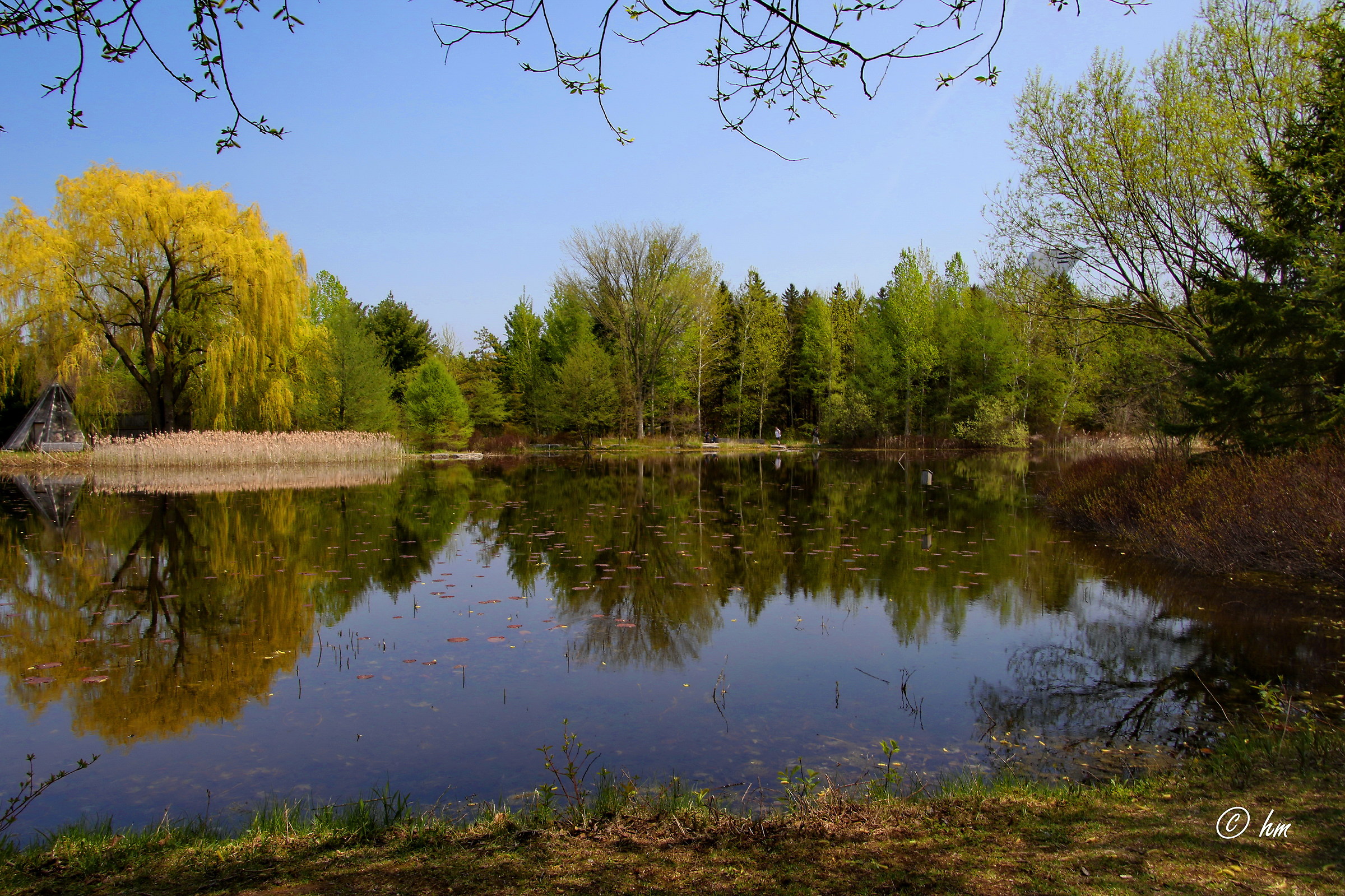 Uno specchio per gli alberi