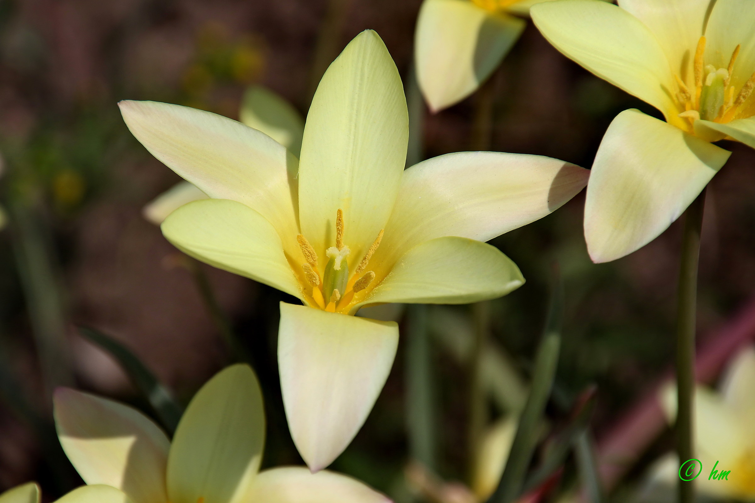 Tulipano di clusius (Tulipa clusiana)