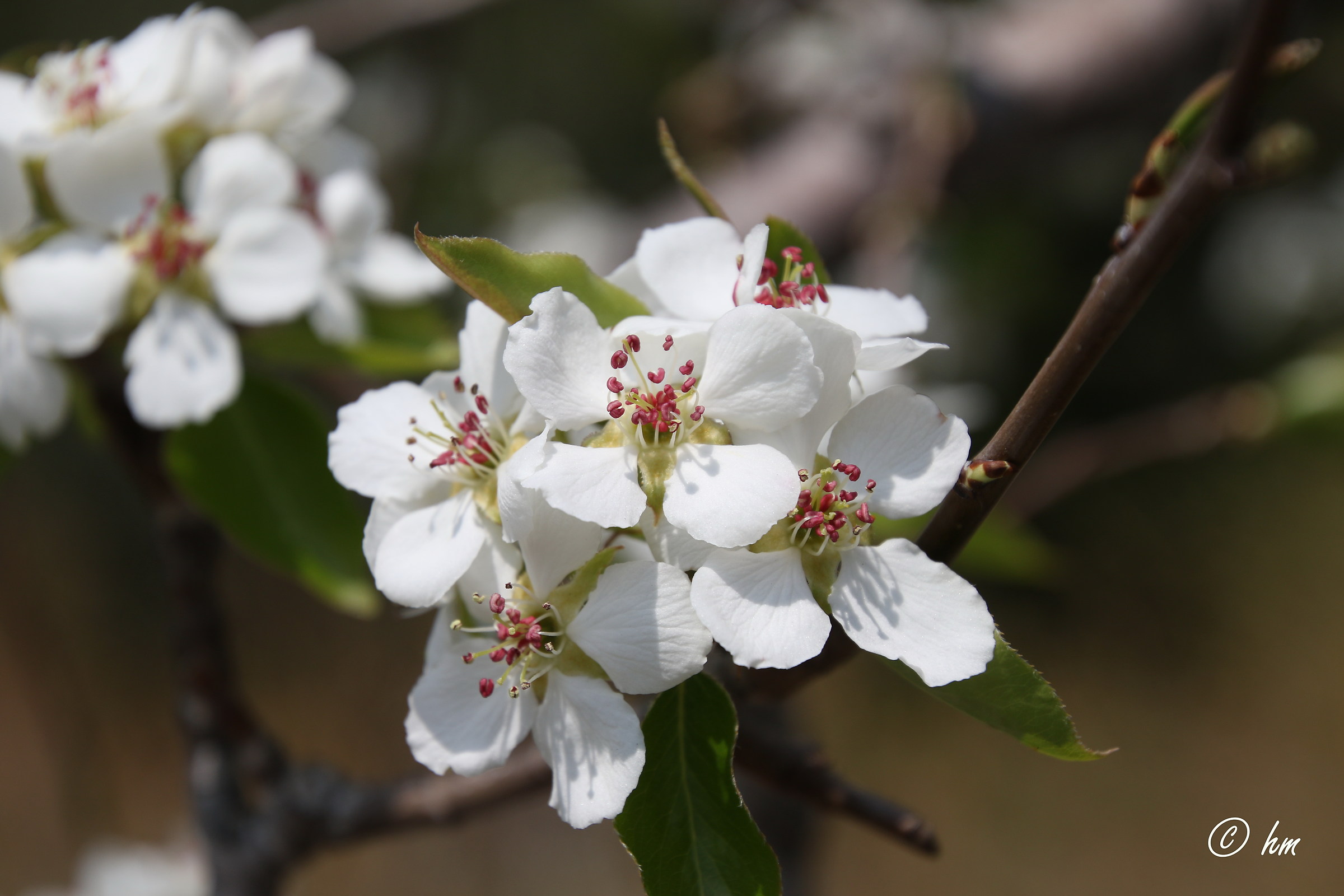 Un pero in fiore (Pyrus communis)