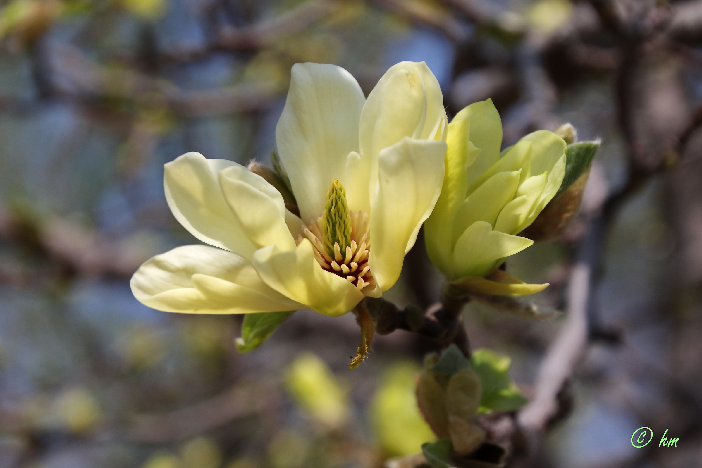 Magnolia acuminata 'Elizabeth'