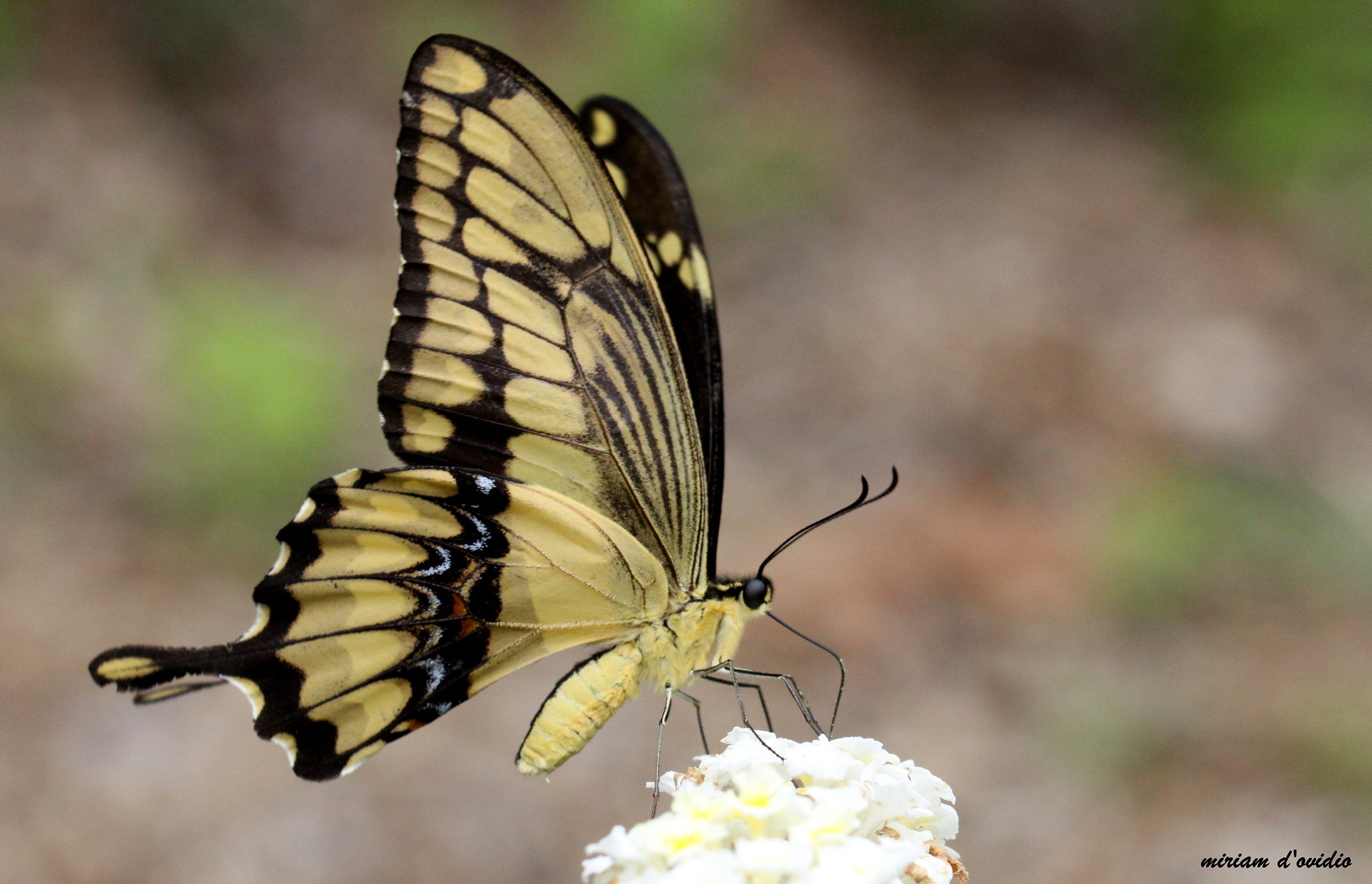 swallowtail