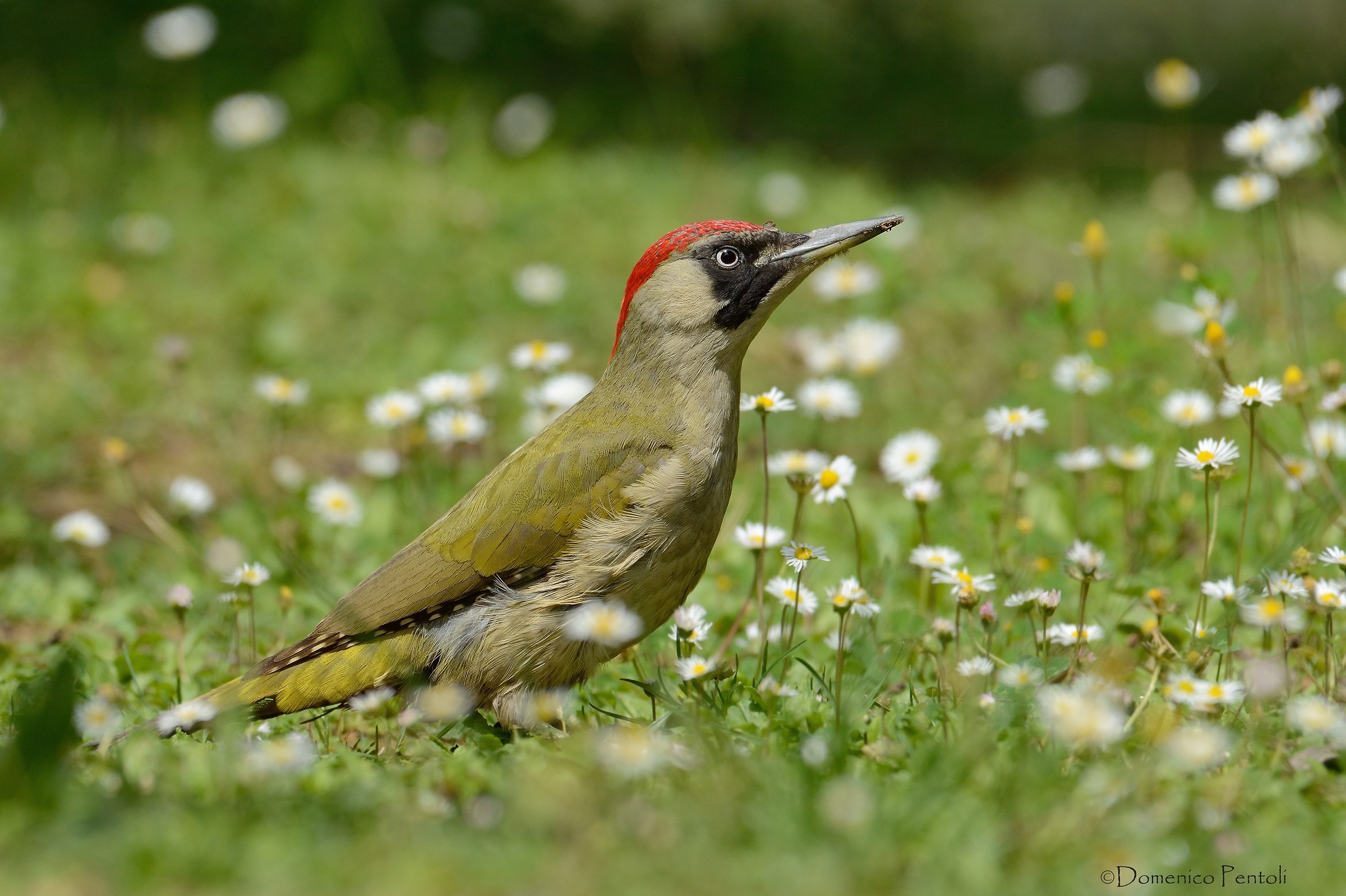 Picchio Verde (femmina)