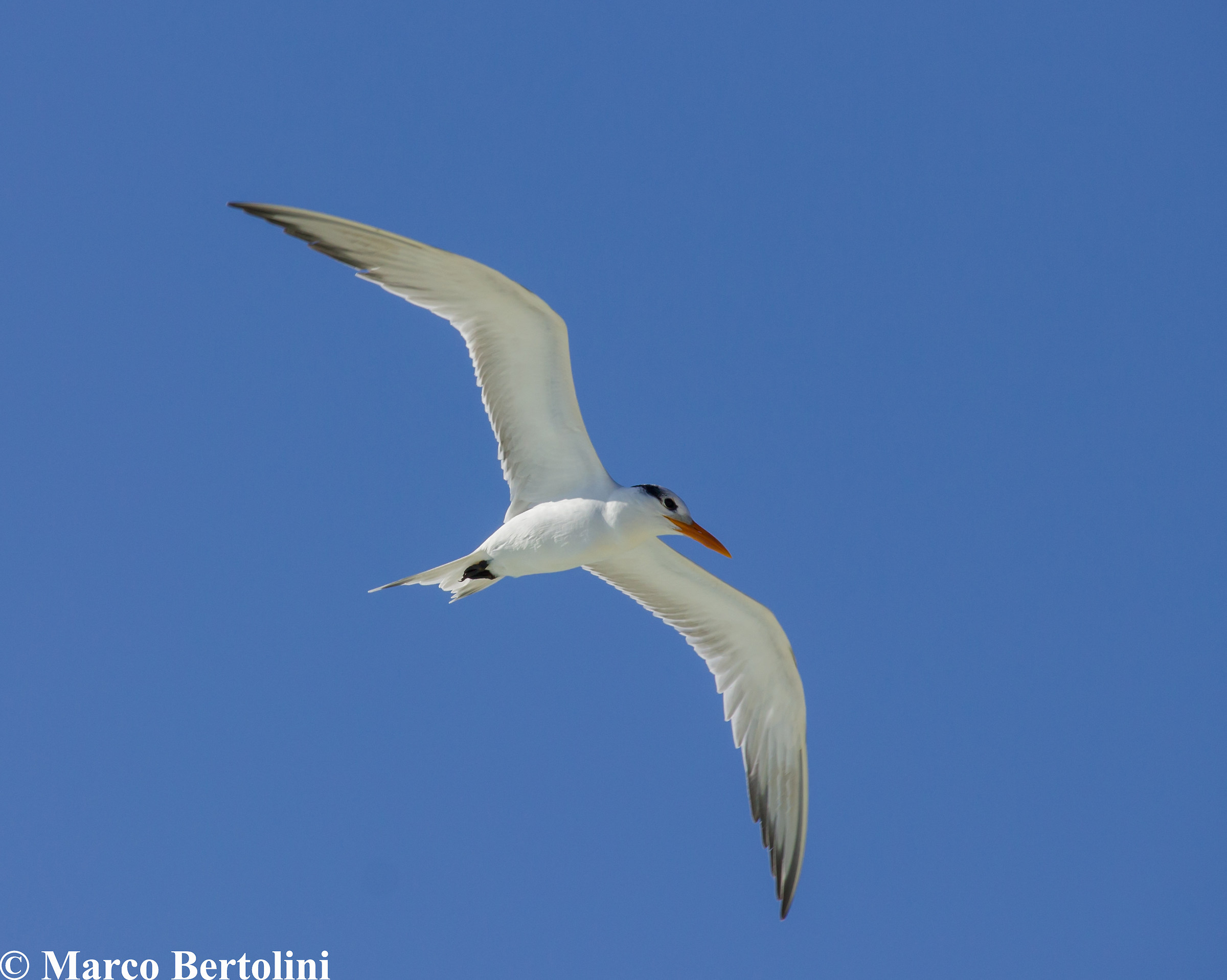 Tern