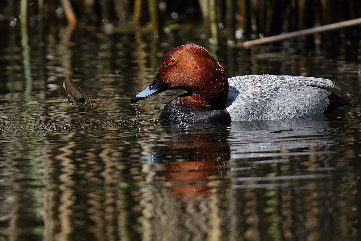 pochard