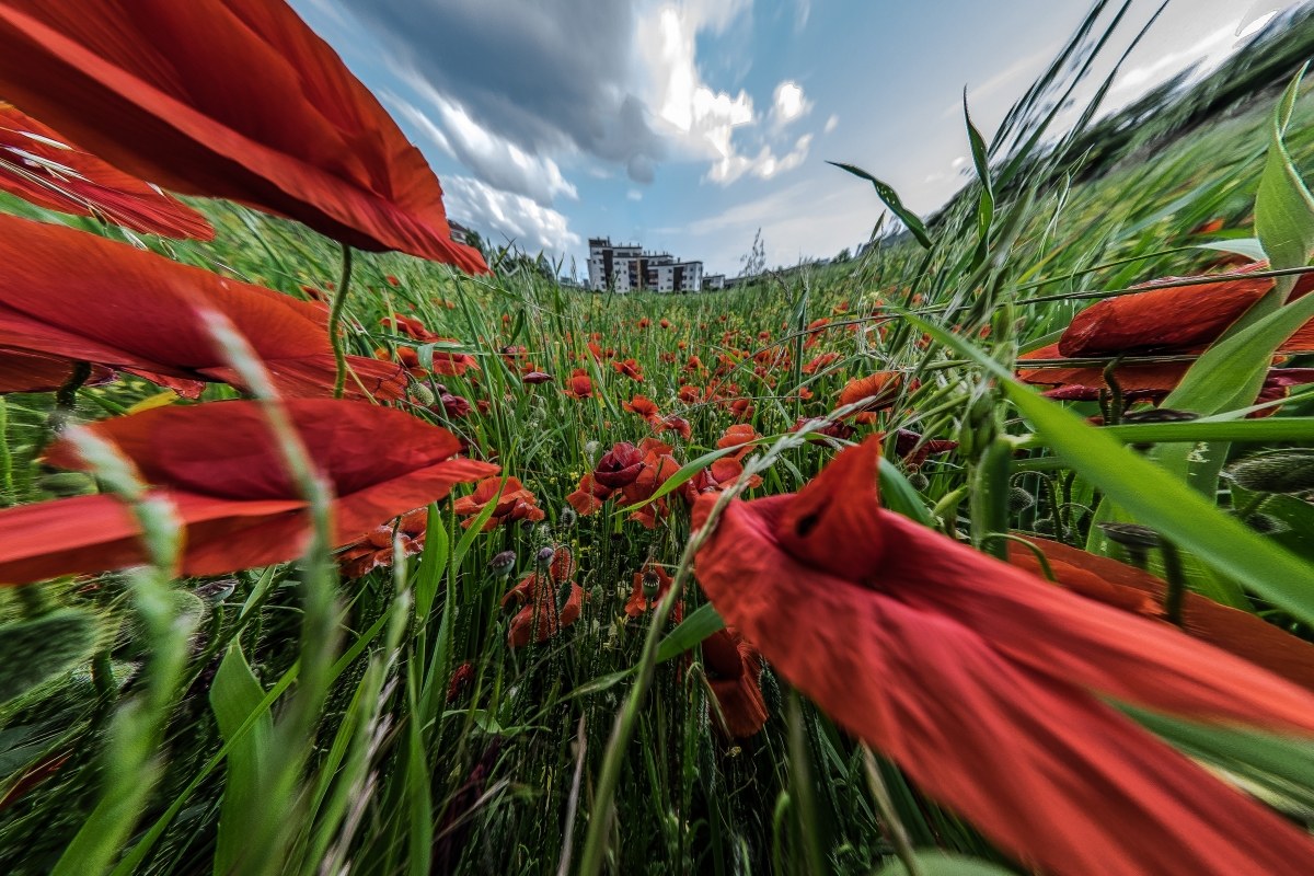 within an urban landscape ...................