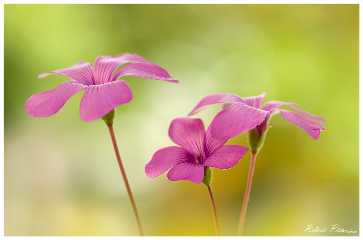 Oxalis