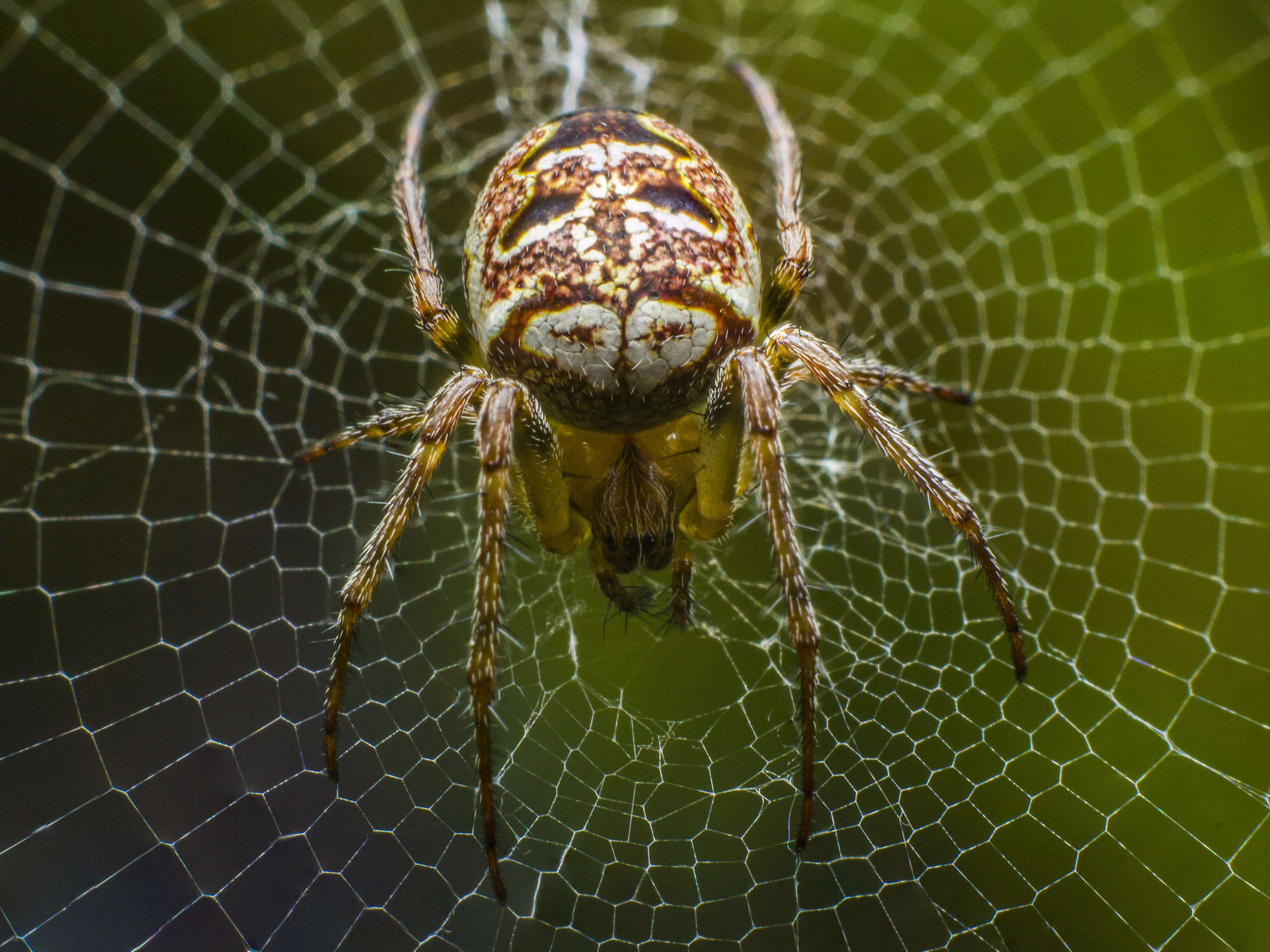 Araneide su Ragnatela (Zilla diodia)