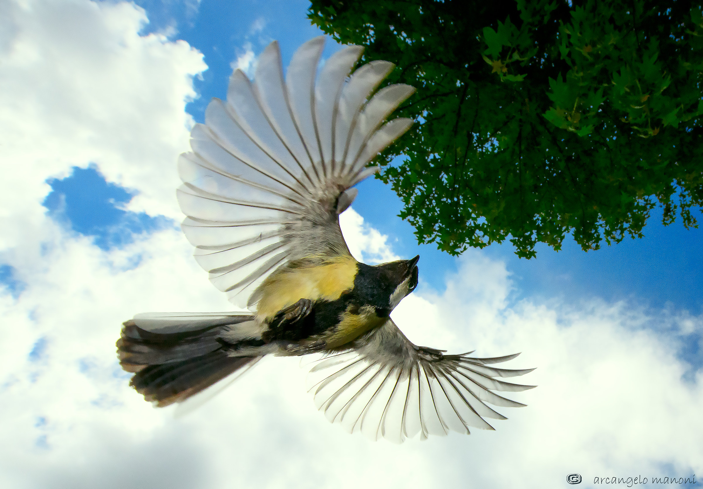 Volteggio sopra la testa