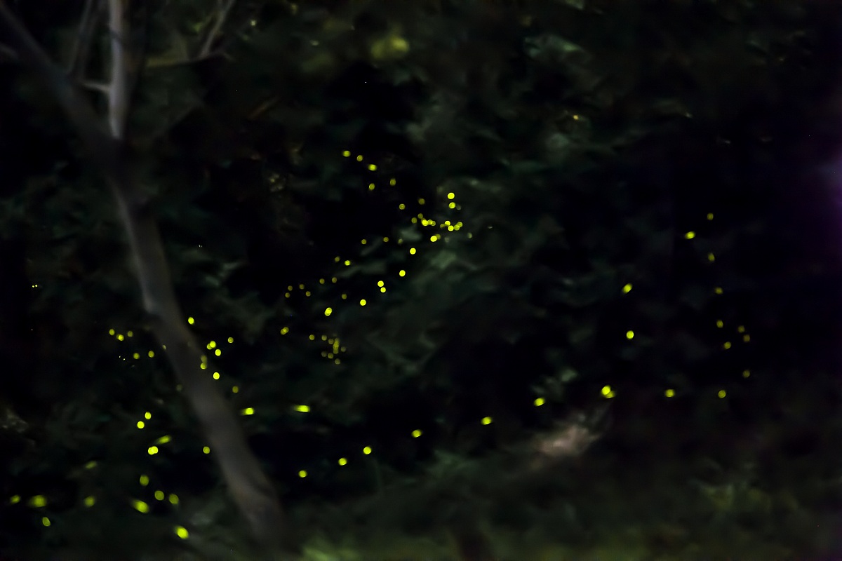 Fireflies # 2