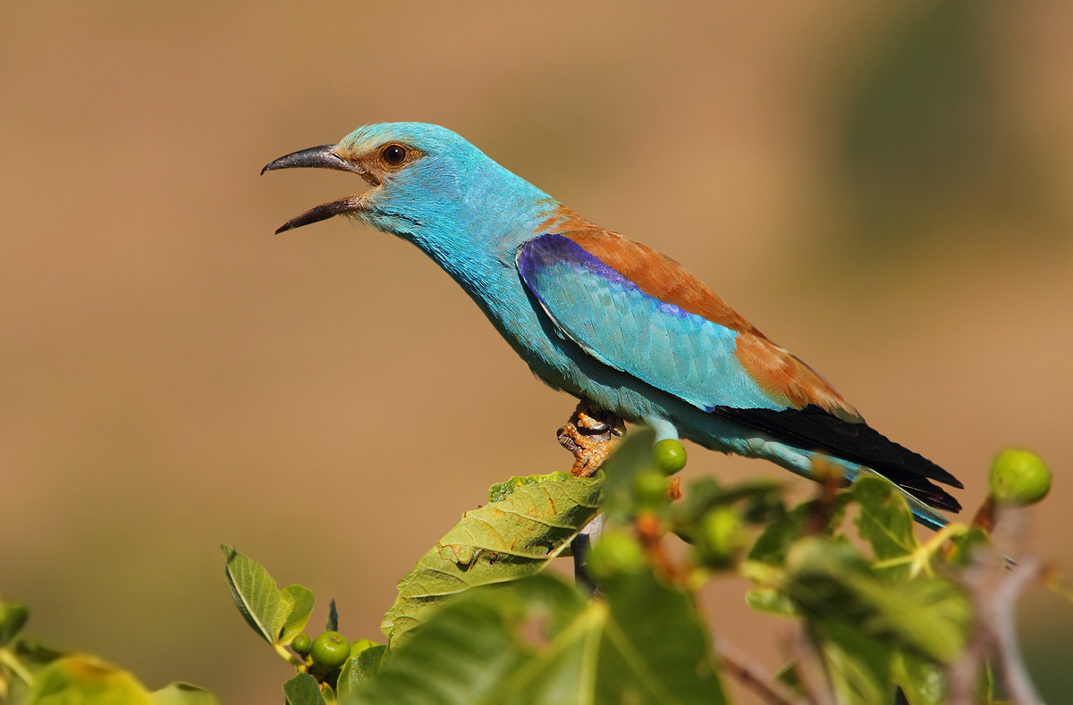 European roller