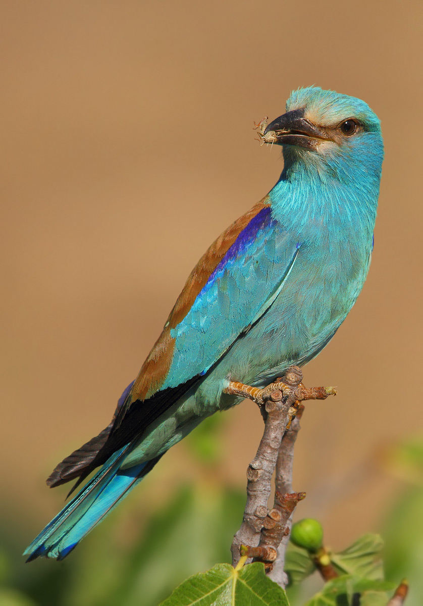 European roller