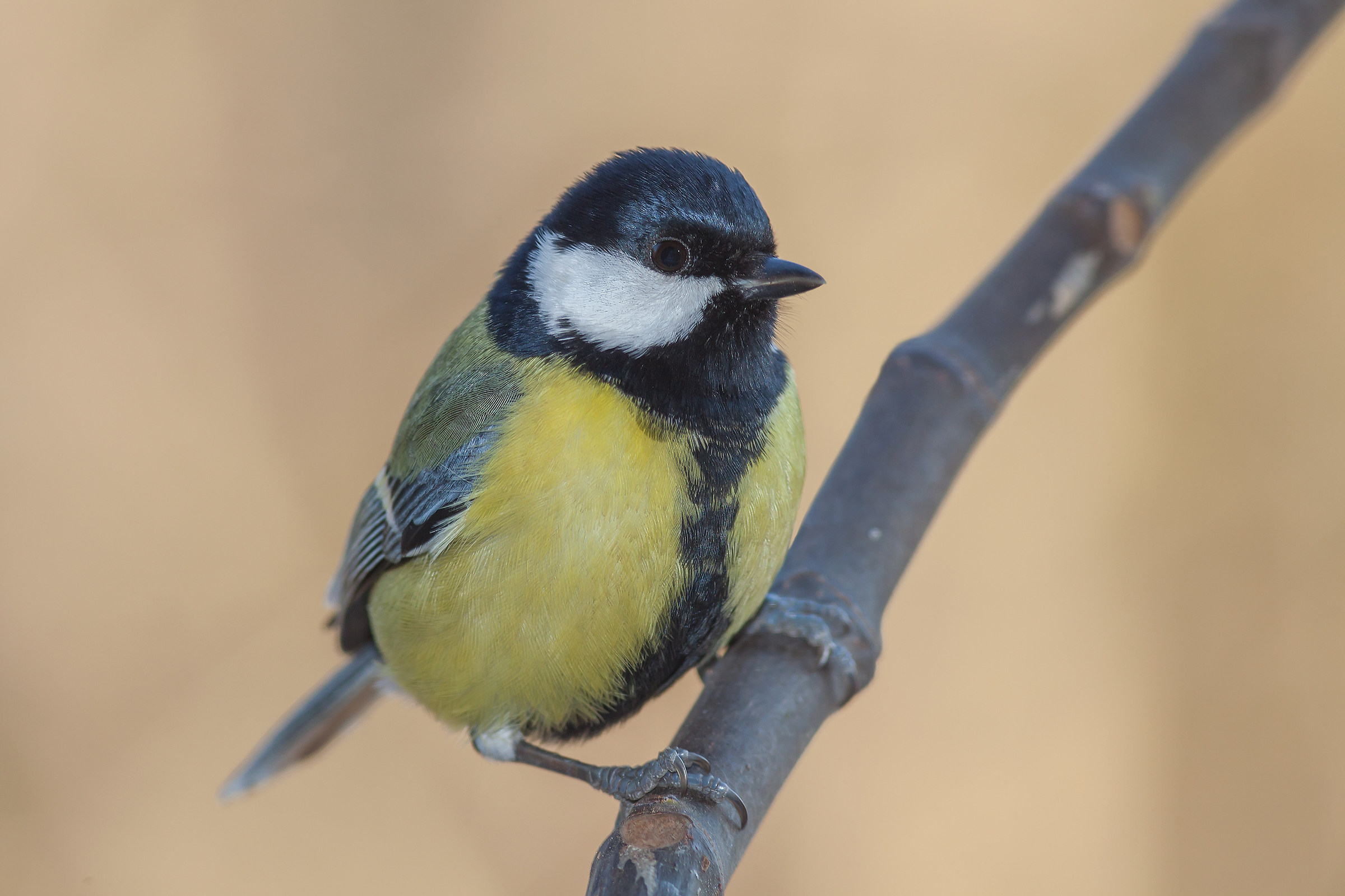 Great Tit Parus major (Linnaeus, 1758)