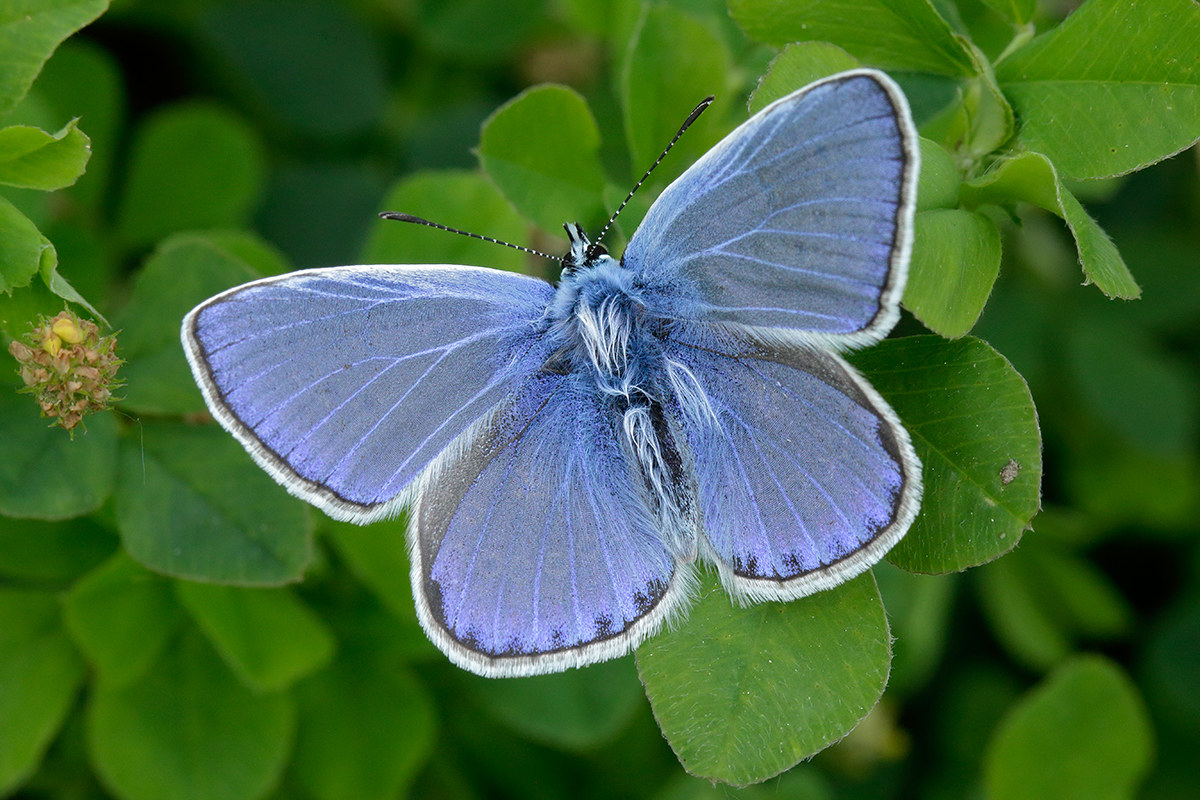 Plebejus argus - Maschio