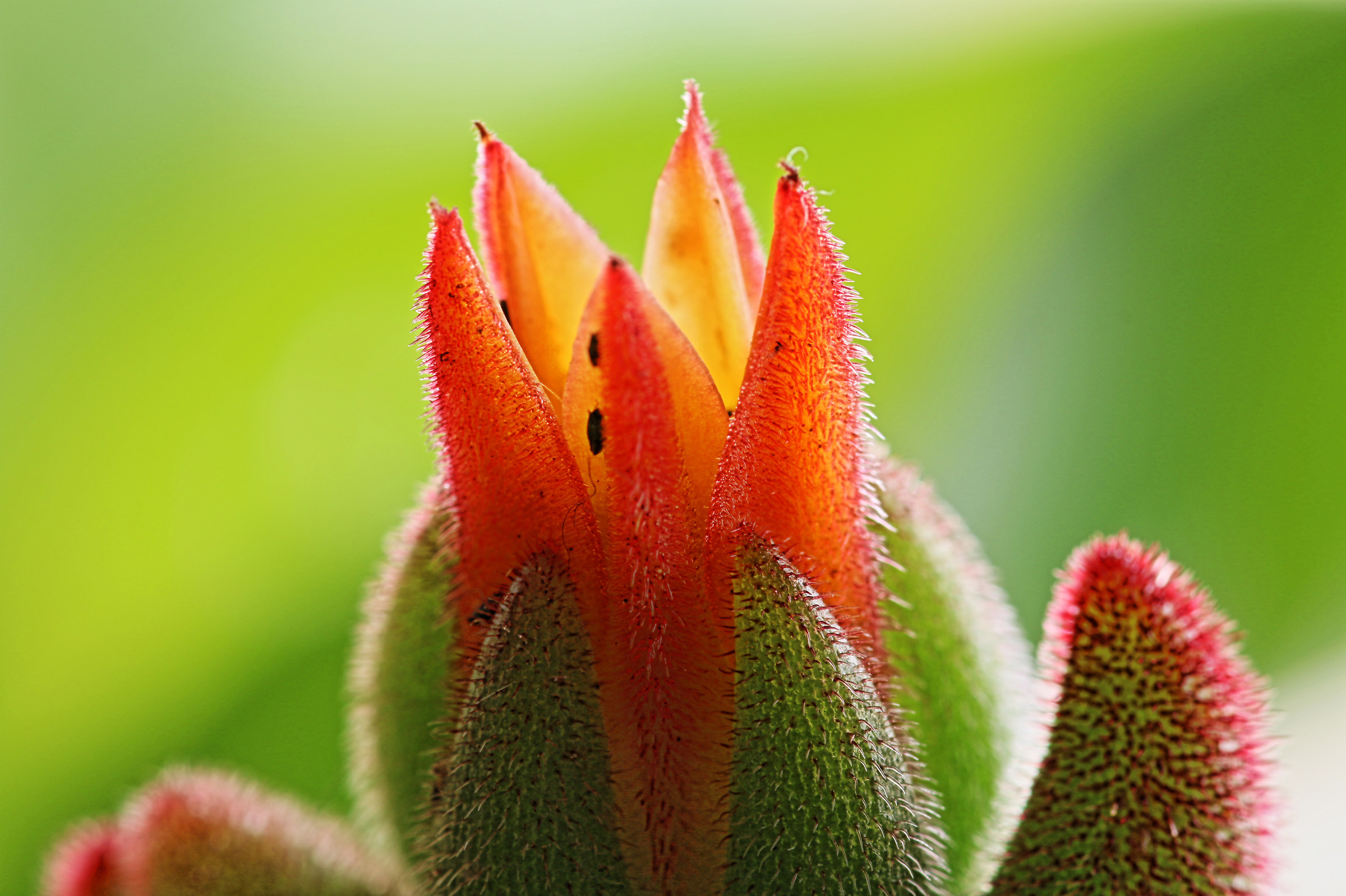 tra l'oleandro e il baobab...